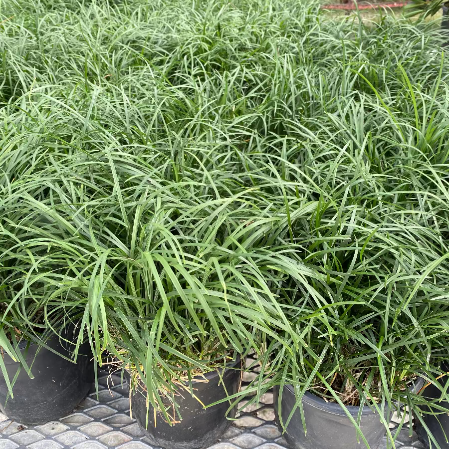 Mondo grass in row of pots