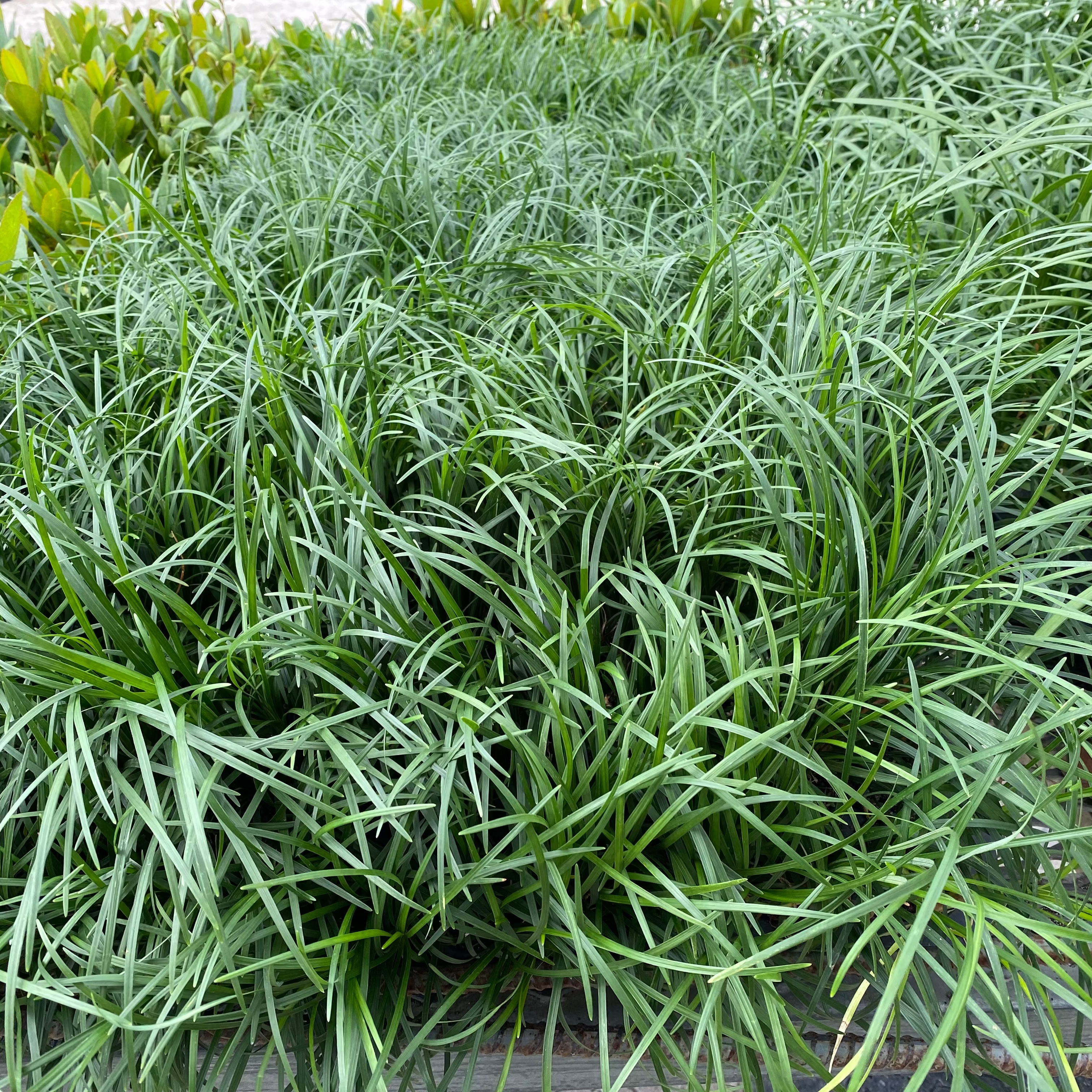 Close-up of mondo green grass with a blurred background
