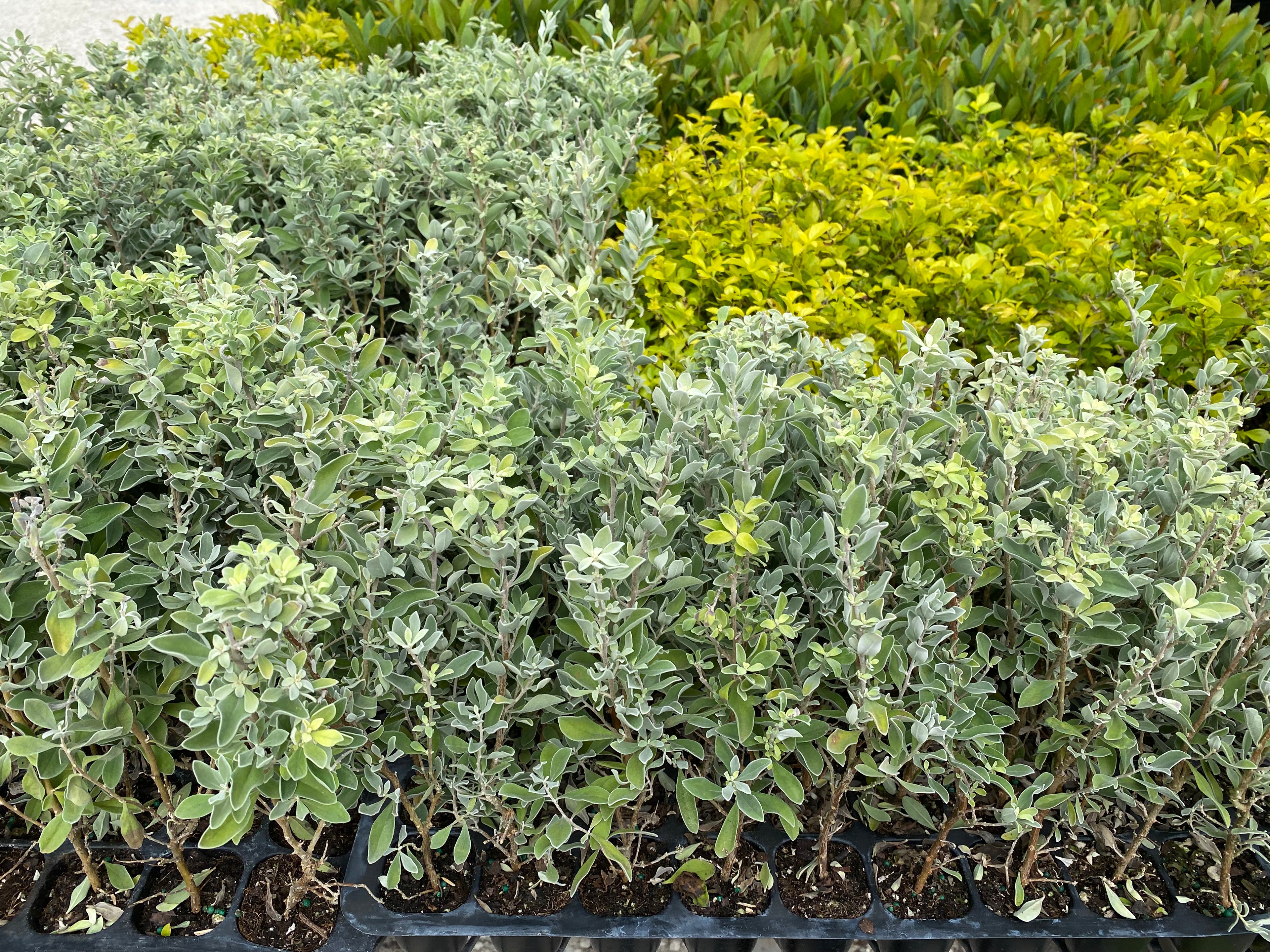 Texas Sage, Silverleaf Purple Sage