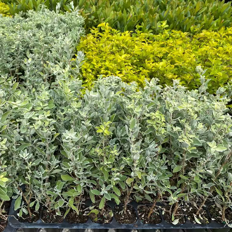 Texas Sage, Silverleaf Purple Sage