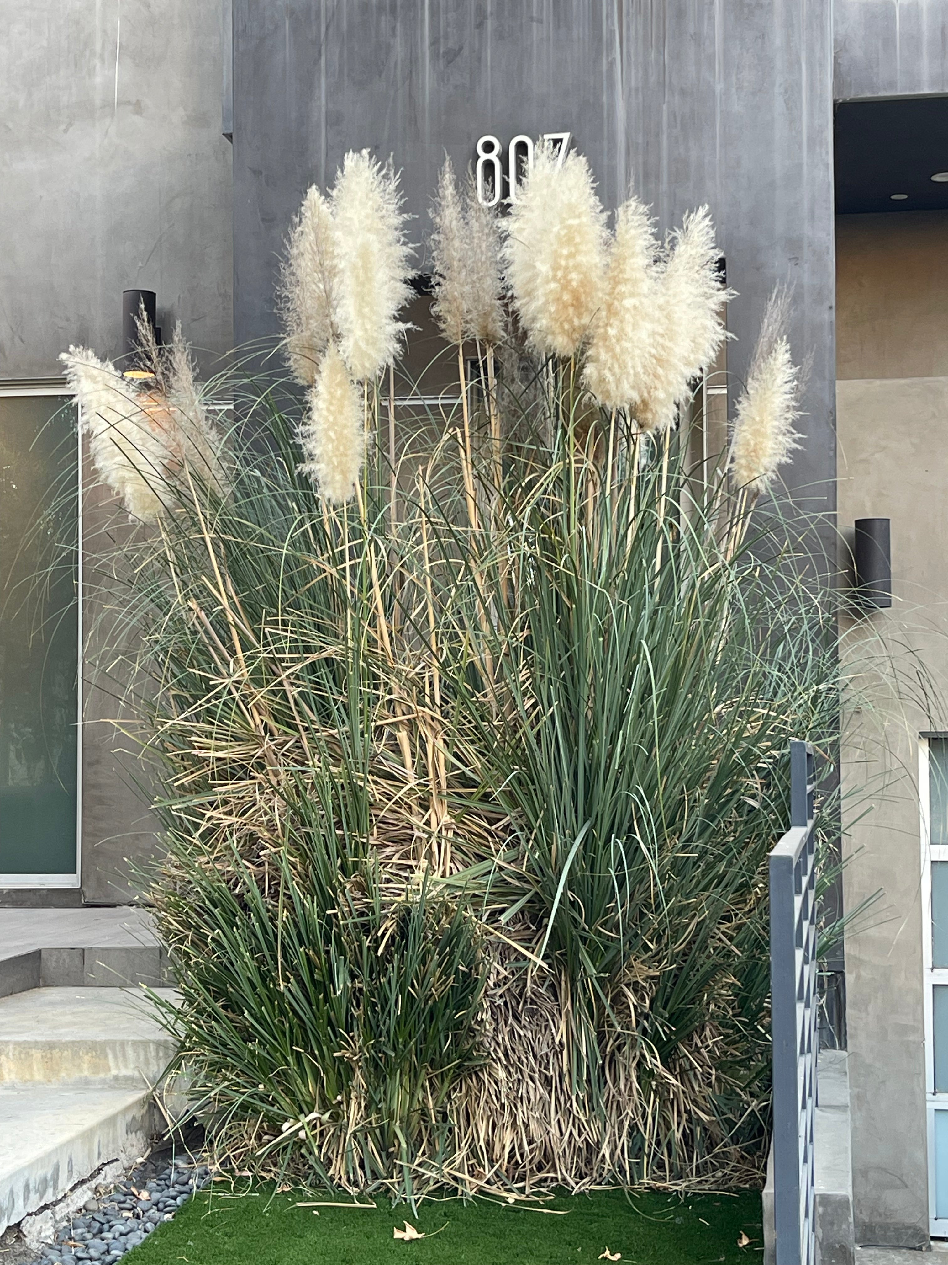 White Pampas Grass