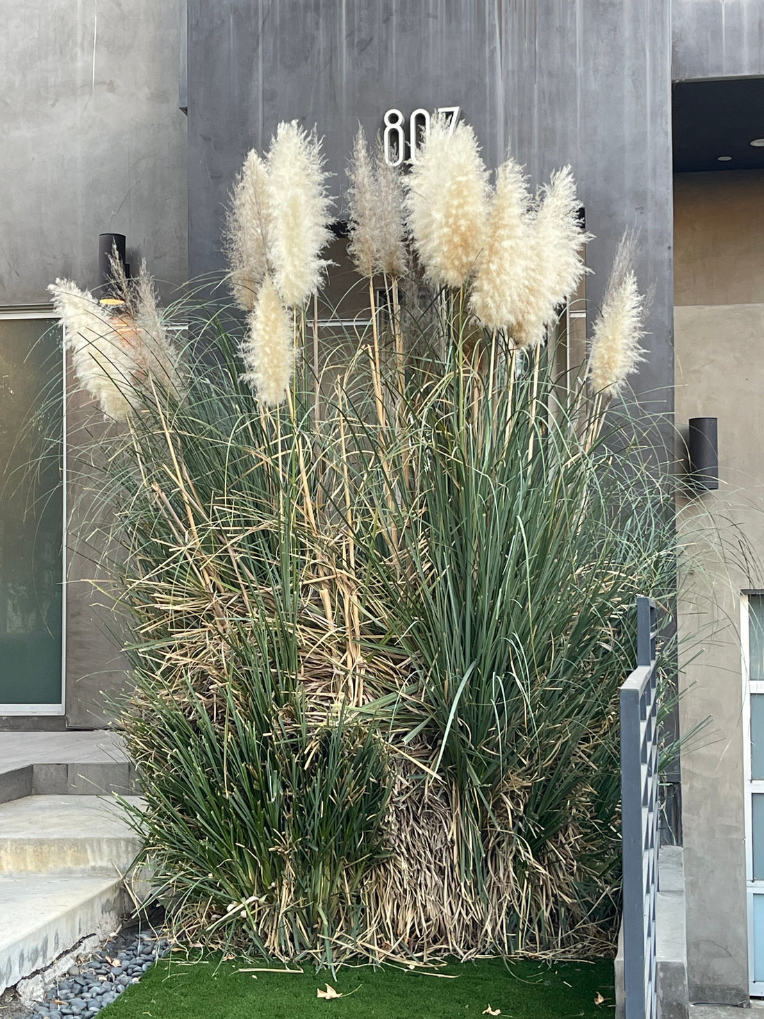 White Pampas Grass outside of a house