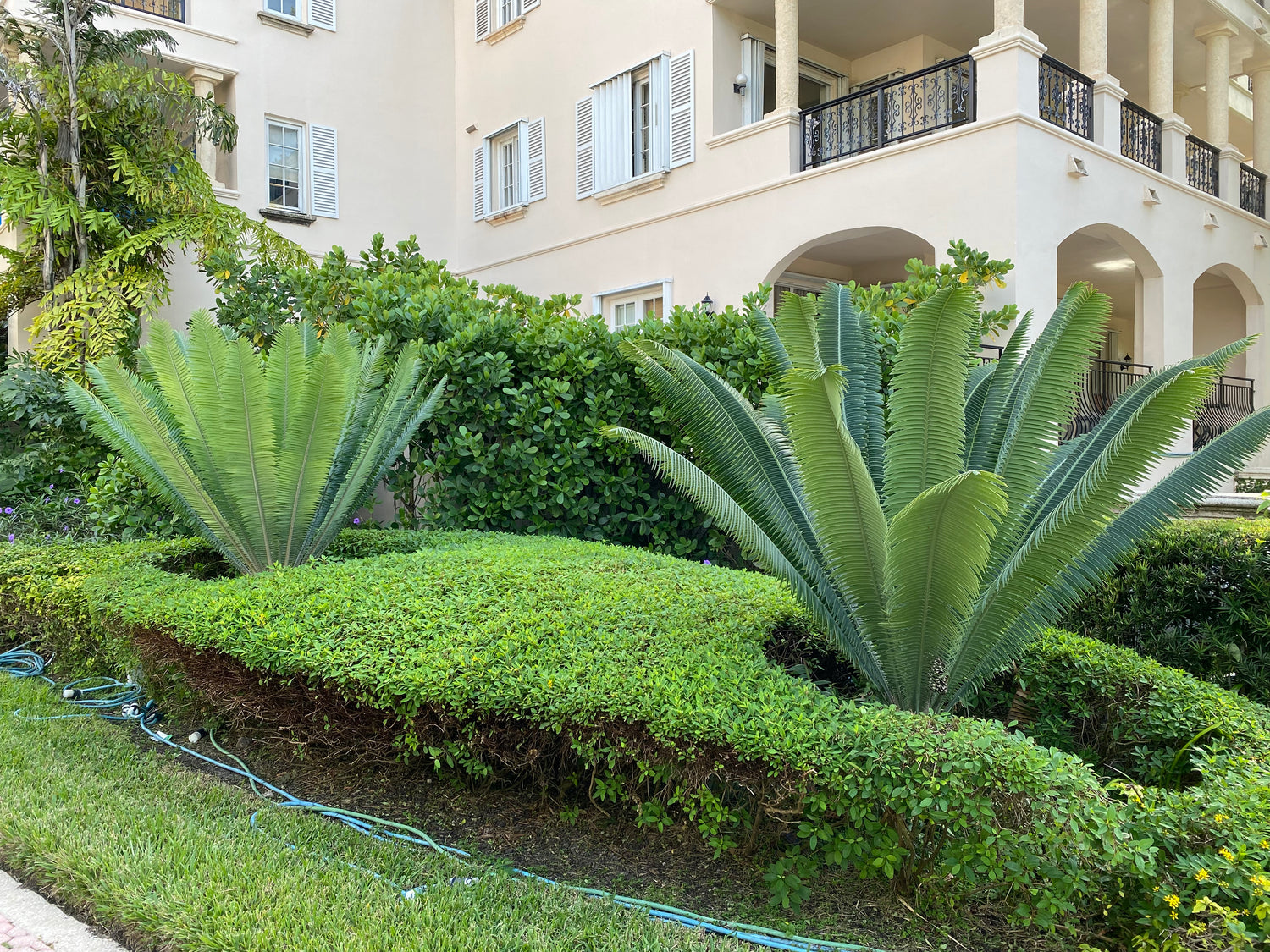 Dioon Spinulosum, Mexican Cycad, Gum Exotic Palm