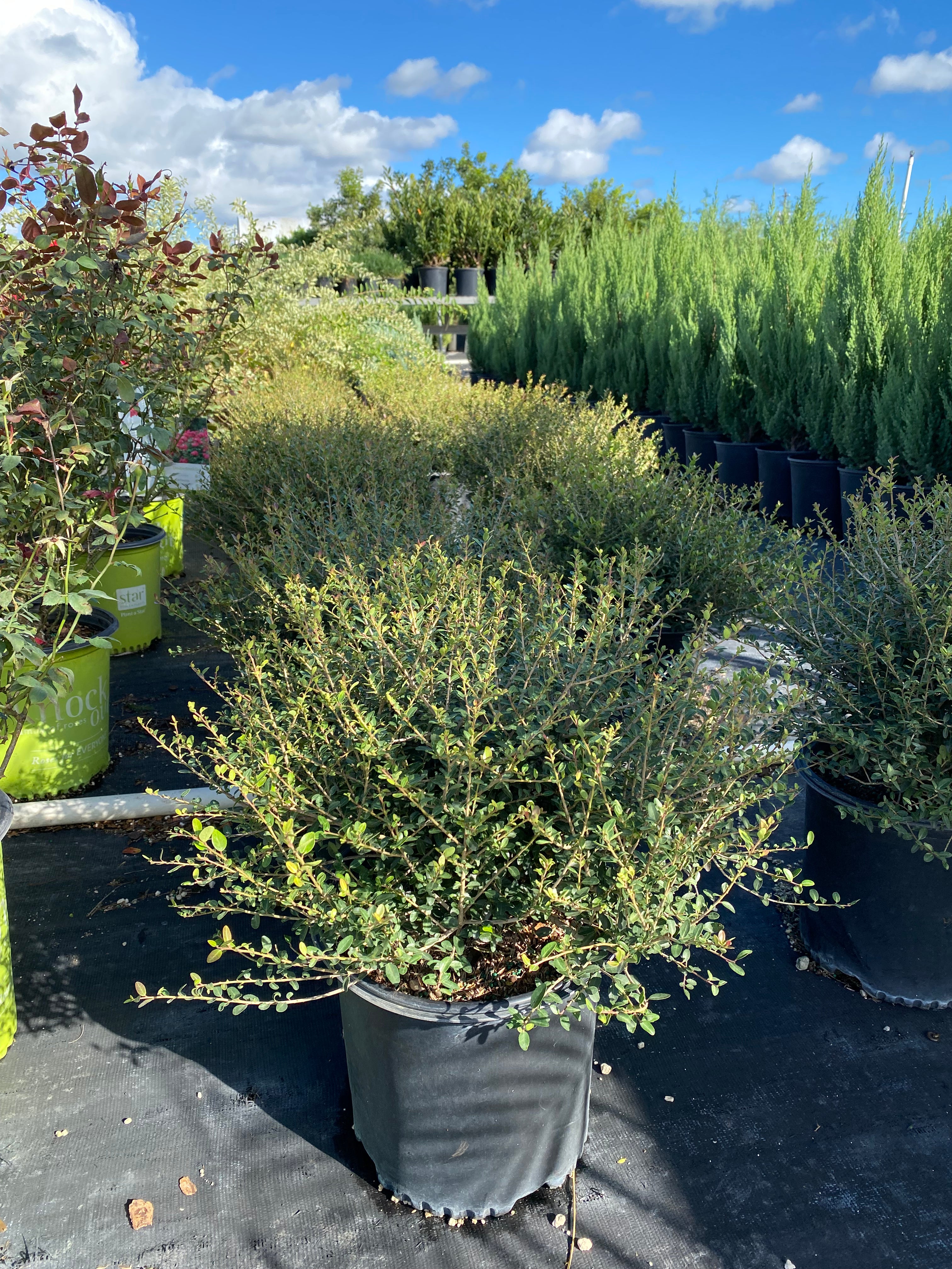 multiple Southern Red Cedar, Juniperus silicicola