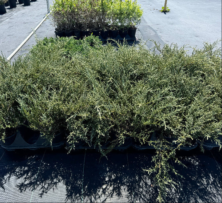 Juniper Shrubs