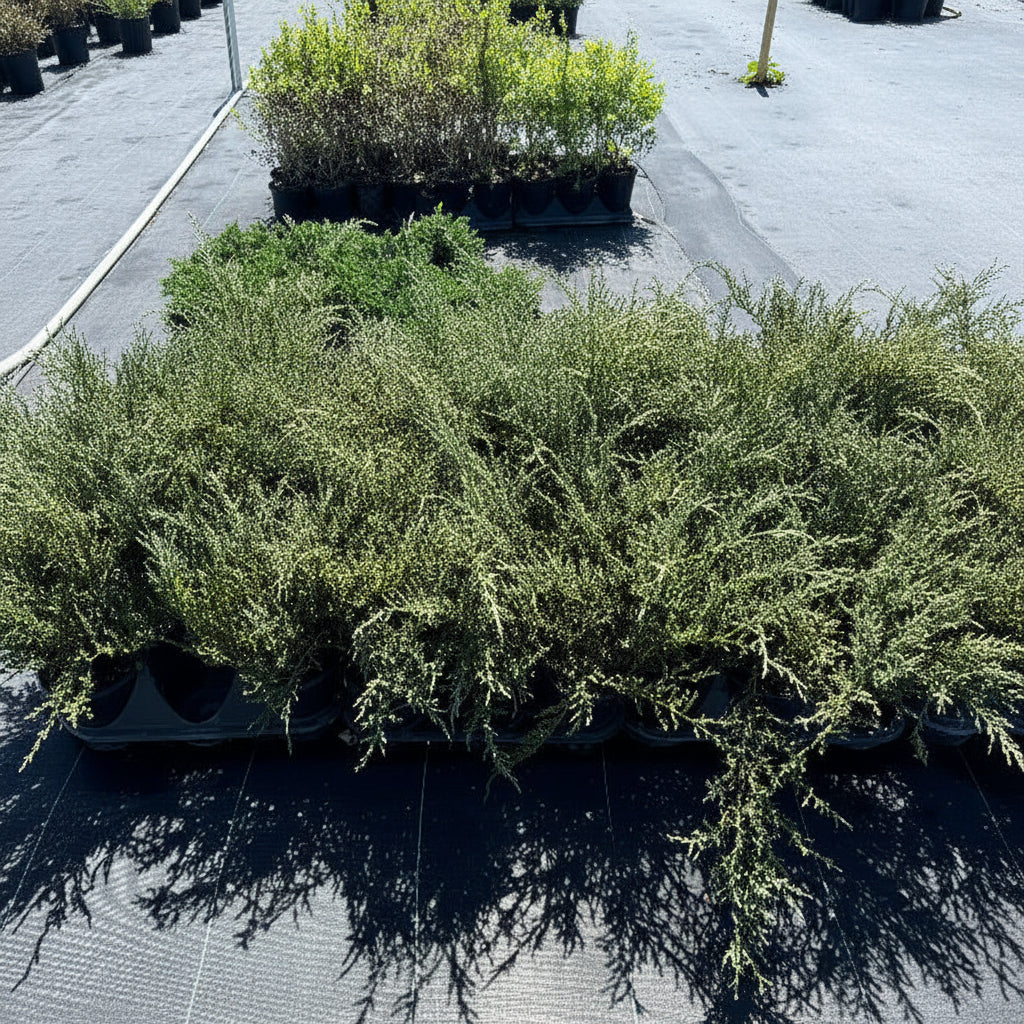 Bar Harbor Juniper Shrub, Compact Evergreen in 6in pot in trays