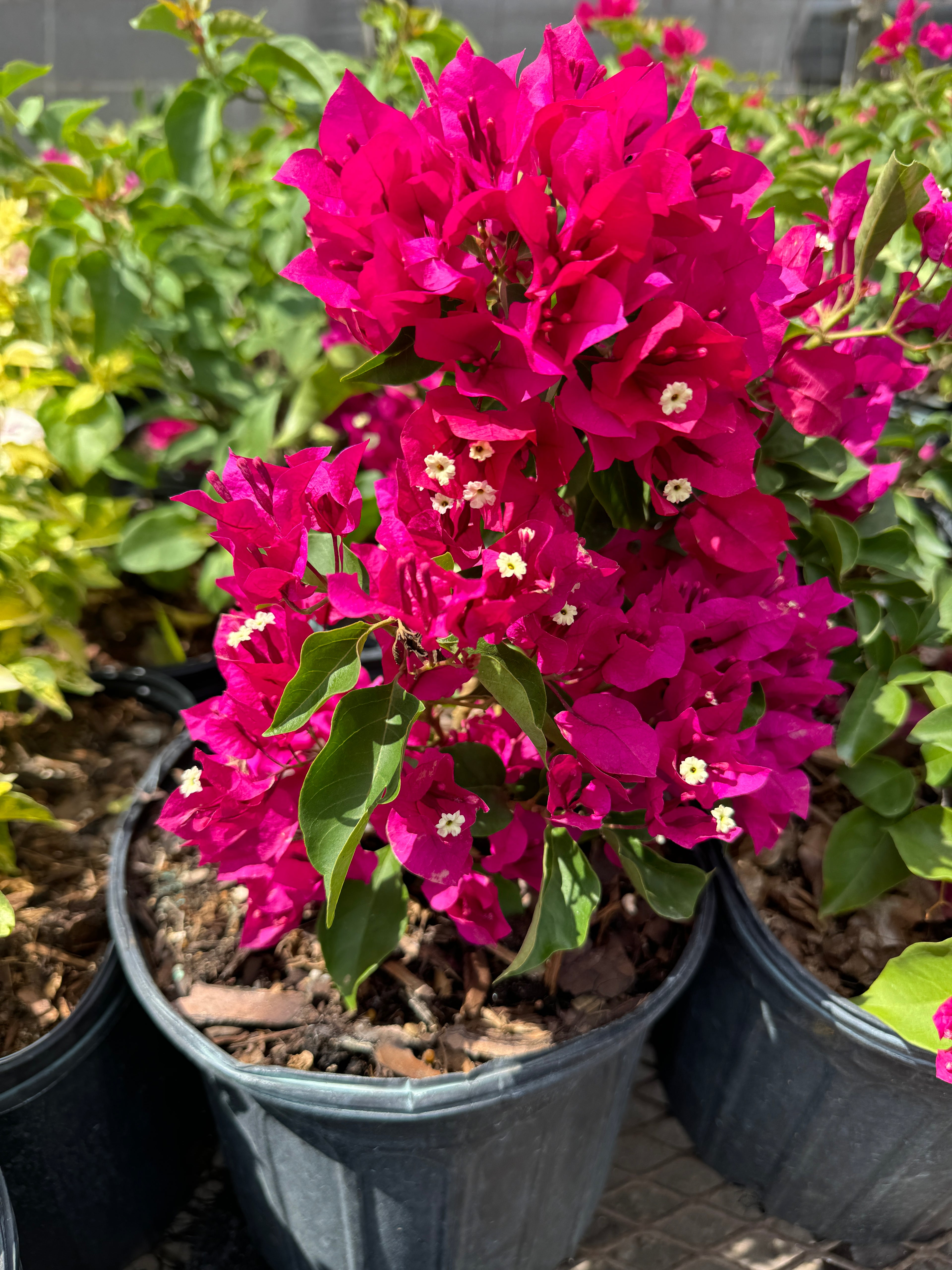 Bougainvillea Pink Flower Bush Form, Miami Pink Flowering Tree