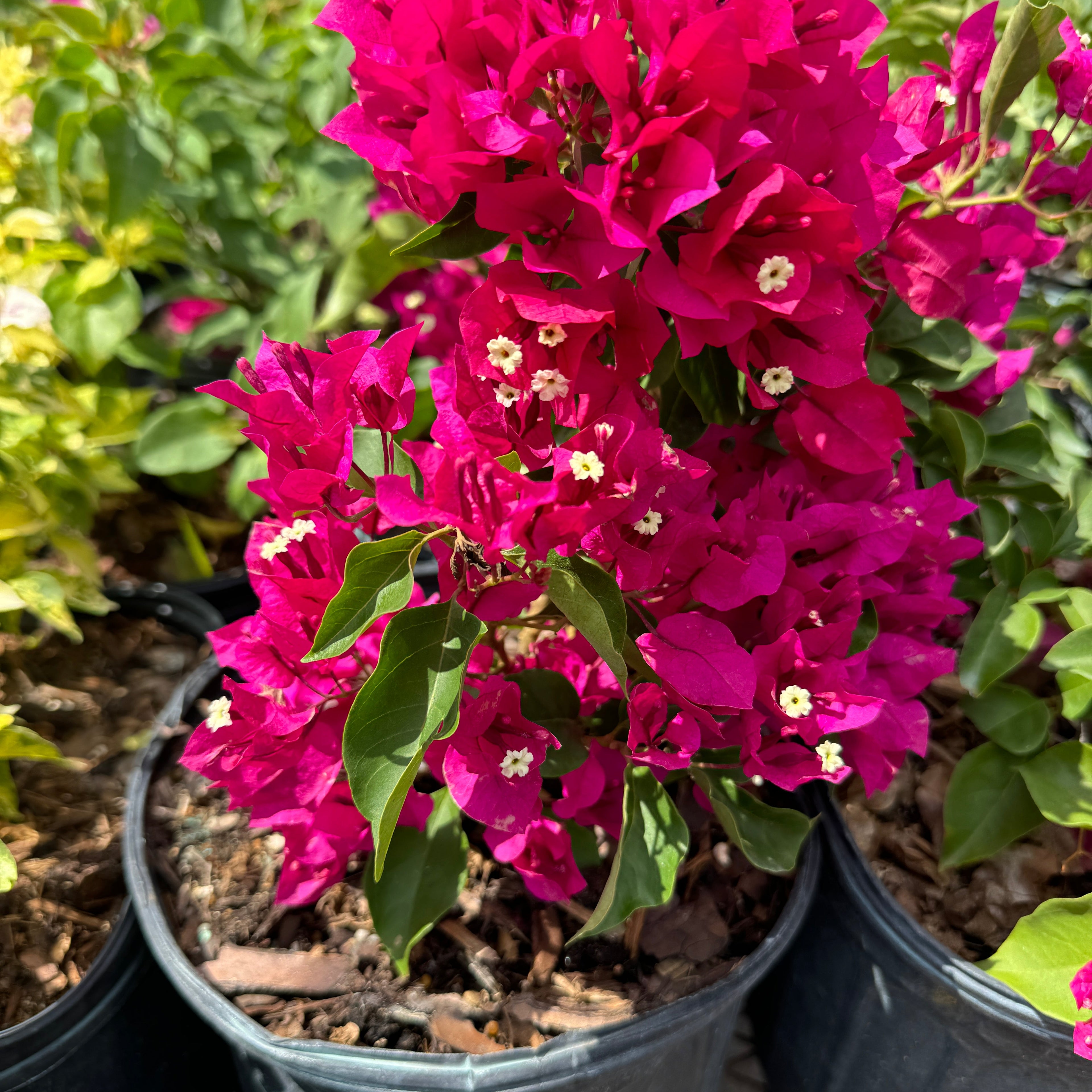 Bougainvillea Pink Flower Bush Form, Miami Pink Flowering Tree in 2 gallon nursery pot with a dense cluster of bright pink blooms and green foliage, ideal for patio planters and tropical garden landscapes.
