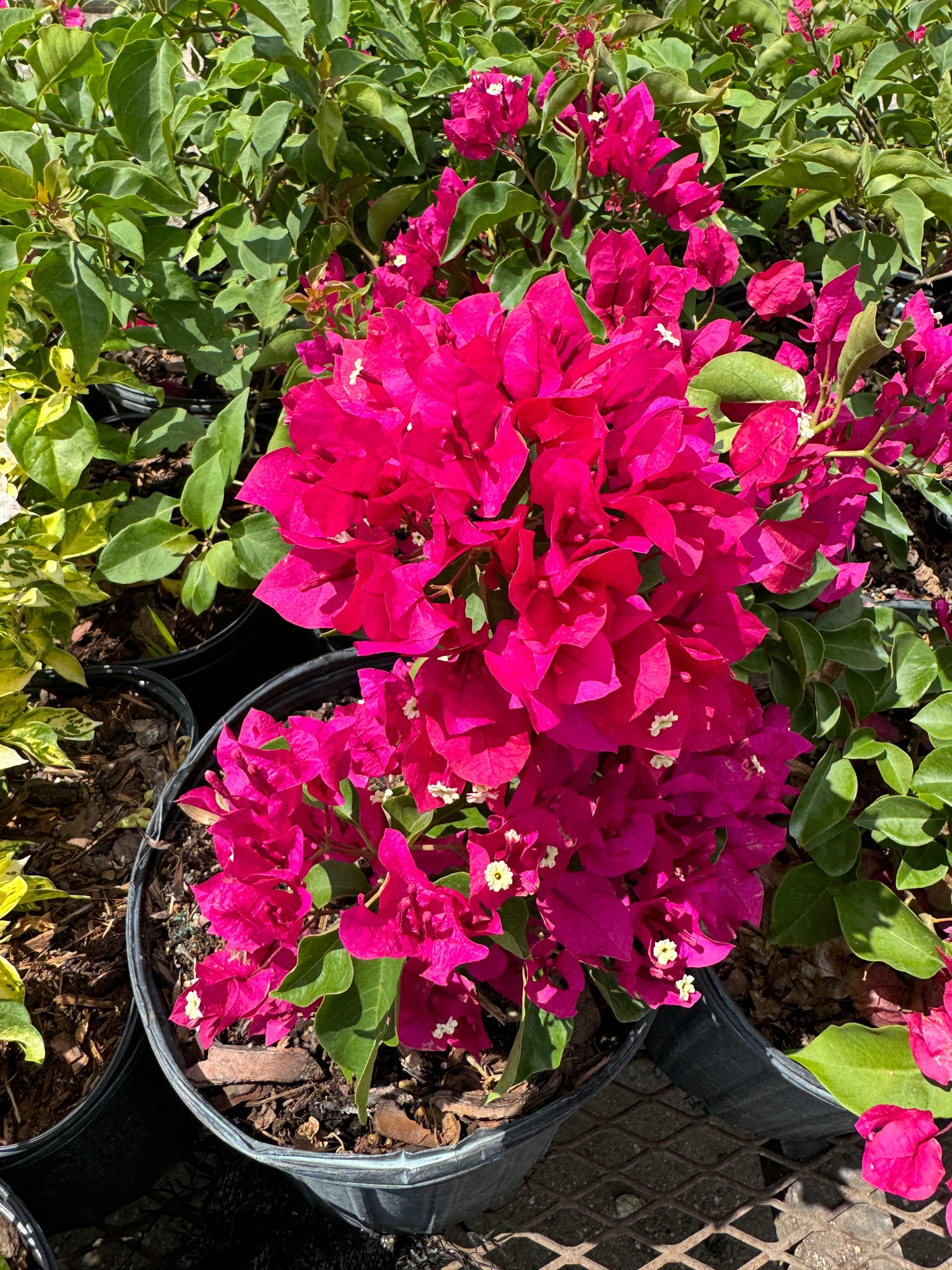 Bougainvillea Pink Flower Bush Form, Miami Pink Flowering Tree