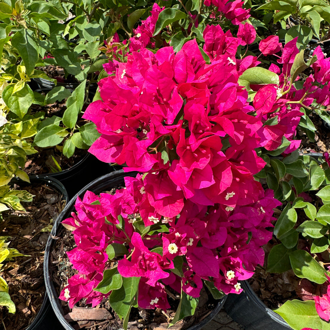 Bougainvillea Pink Flower Bush Form, Miami Pink Flowering Tree in 2 gallon nursery pot with vibrant pink blooms and green foliage, ideal for patio planters and tropical garden landscapes.