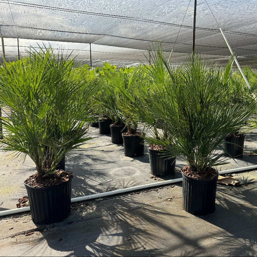 European fan palm in rows at nursery in back pots