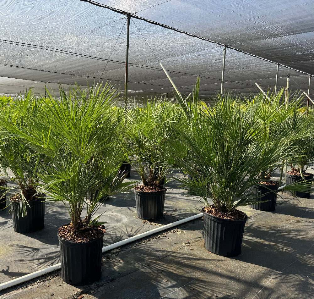 European fan palm in rows at nursery in back pots