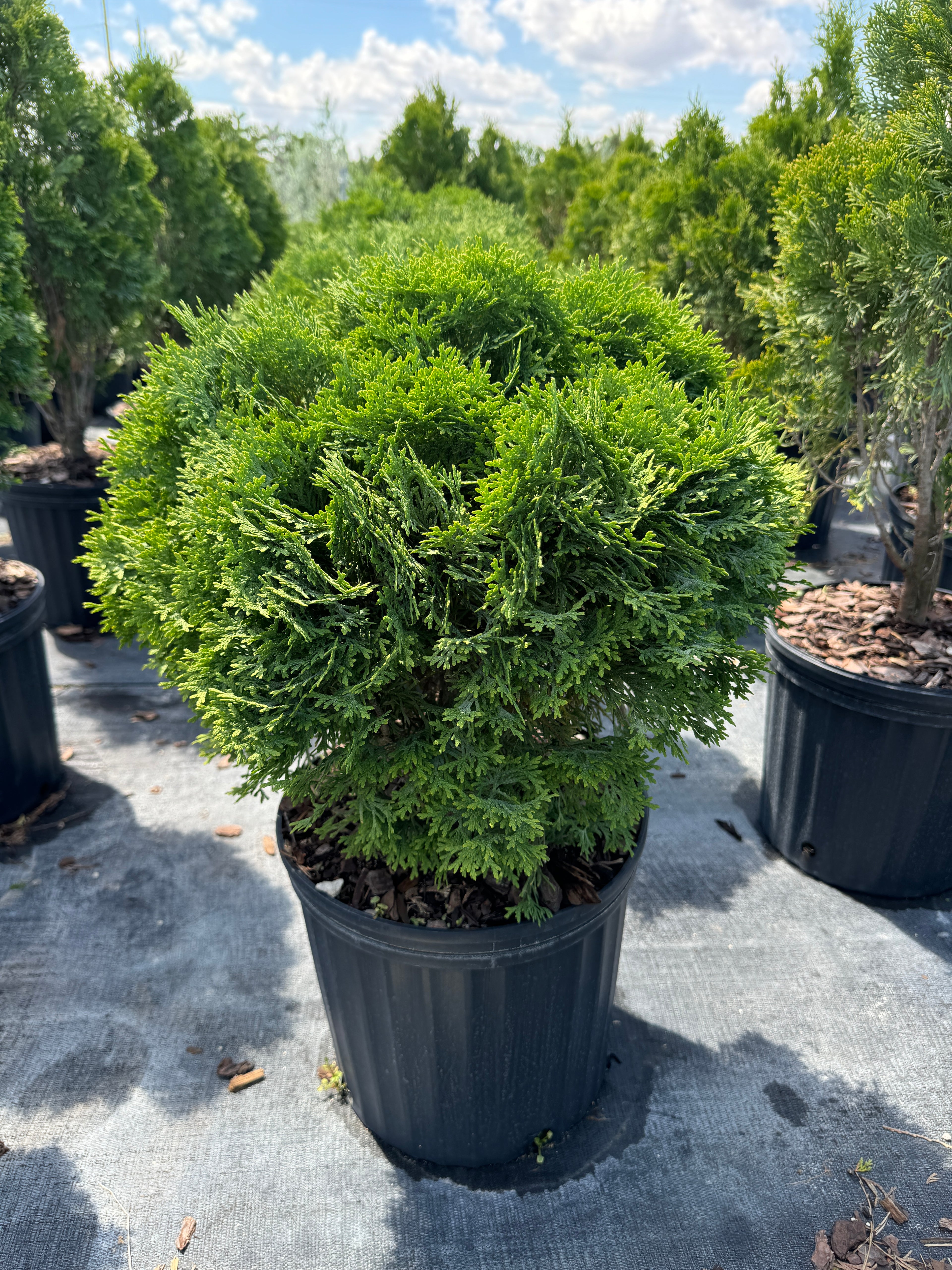 Little Giant Arborvitae Topiary Ball, False White Cedar