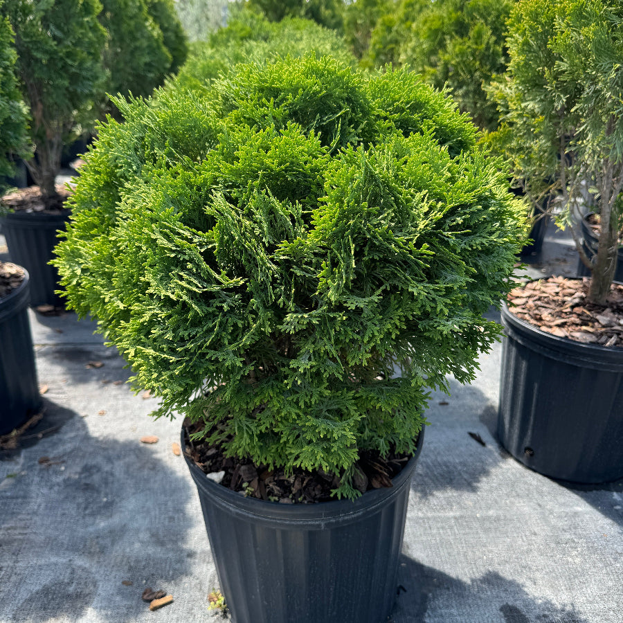 Little Giant Arborvitae Topiary Ball, False White Cedar Nursery container 3gal