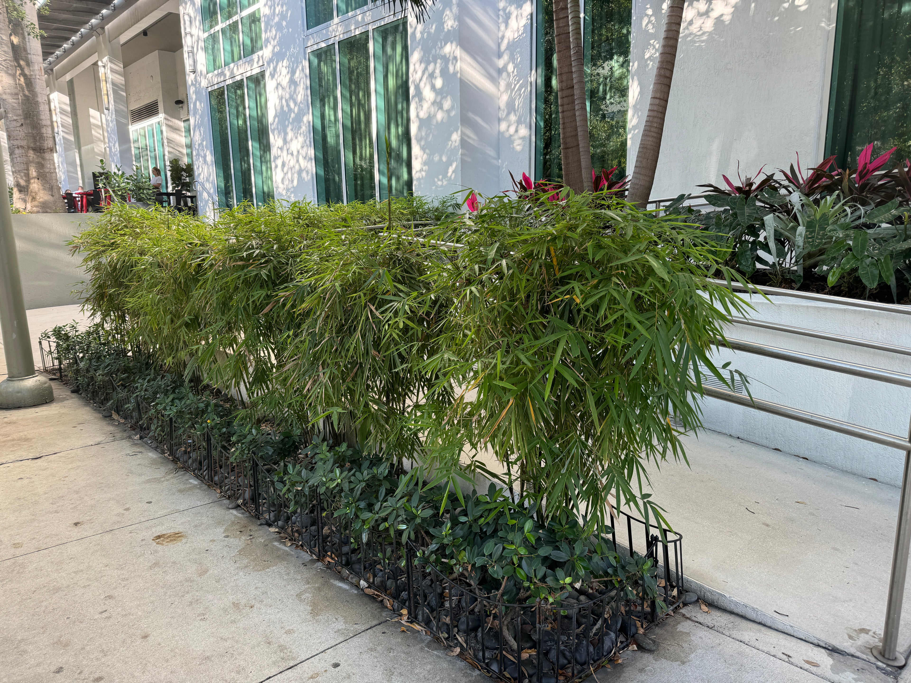 Fernleaf Bamboo, Bambusa multiplex