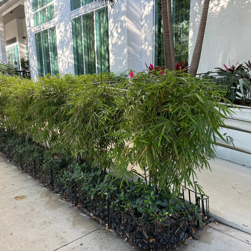 Fernleaf Bamboo, Bambusa multiplex
outside in a hedge form