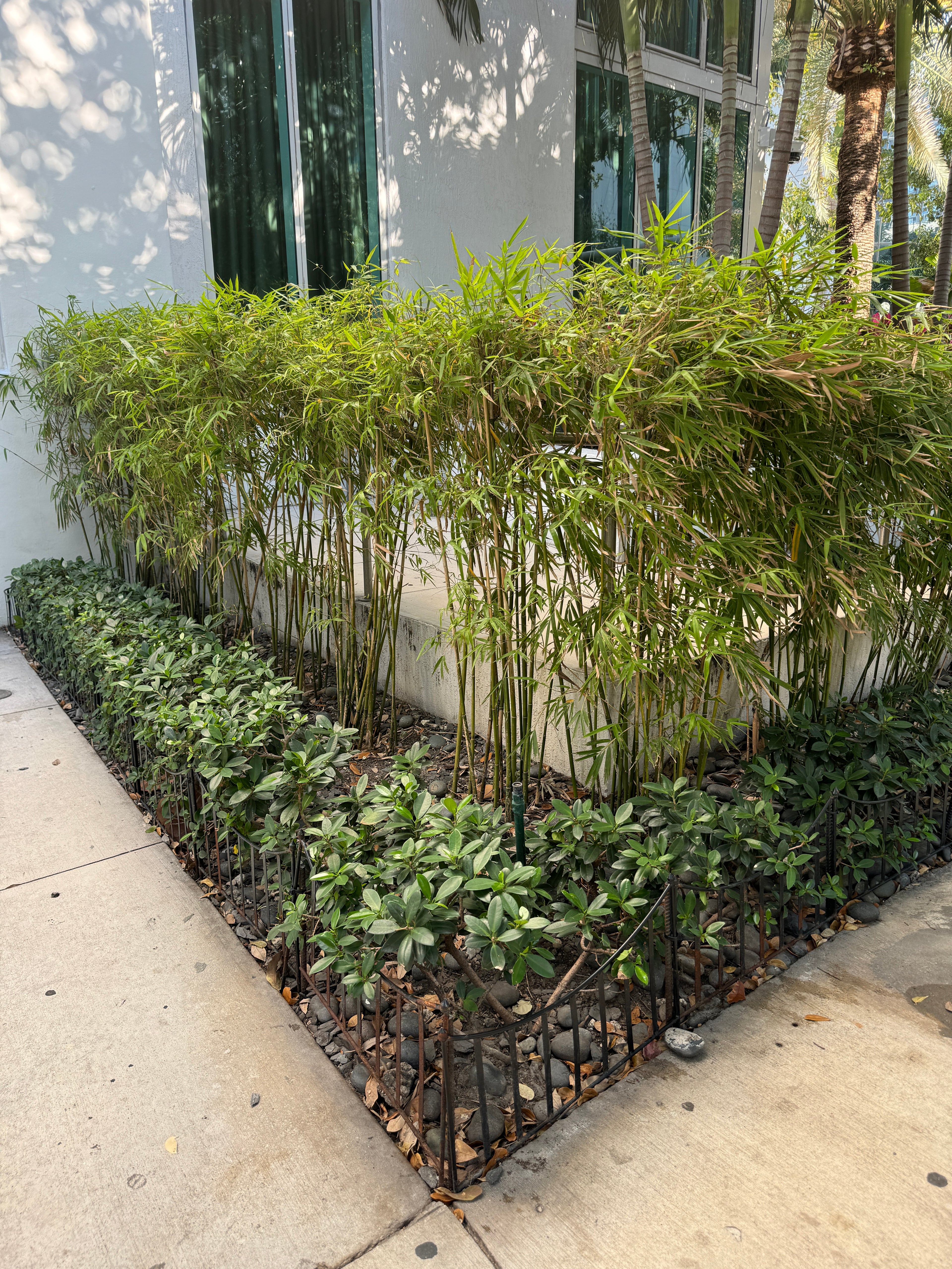 Fernleaf Bamboo, Bambusa multiplex