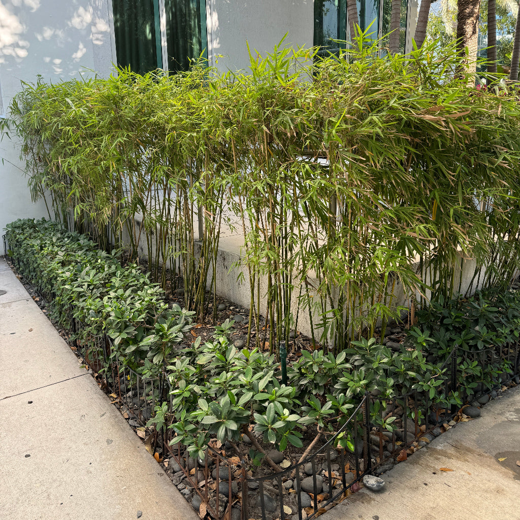 Fernleaf Bamboo, Bambusa multiplex
planted in ground in a hedge form