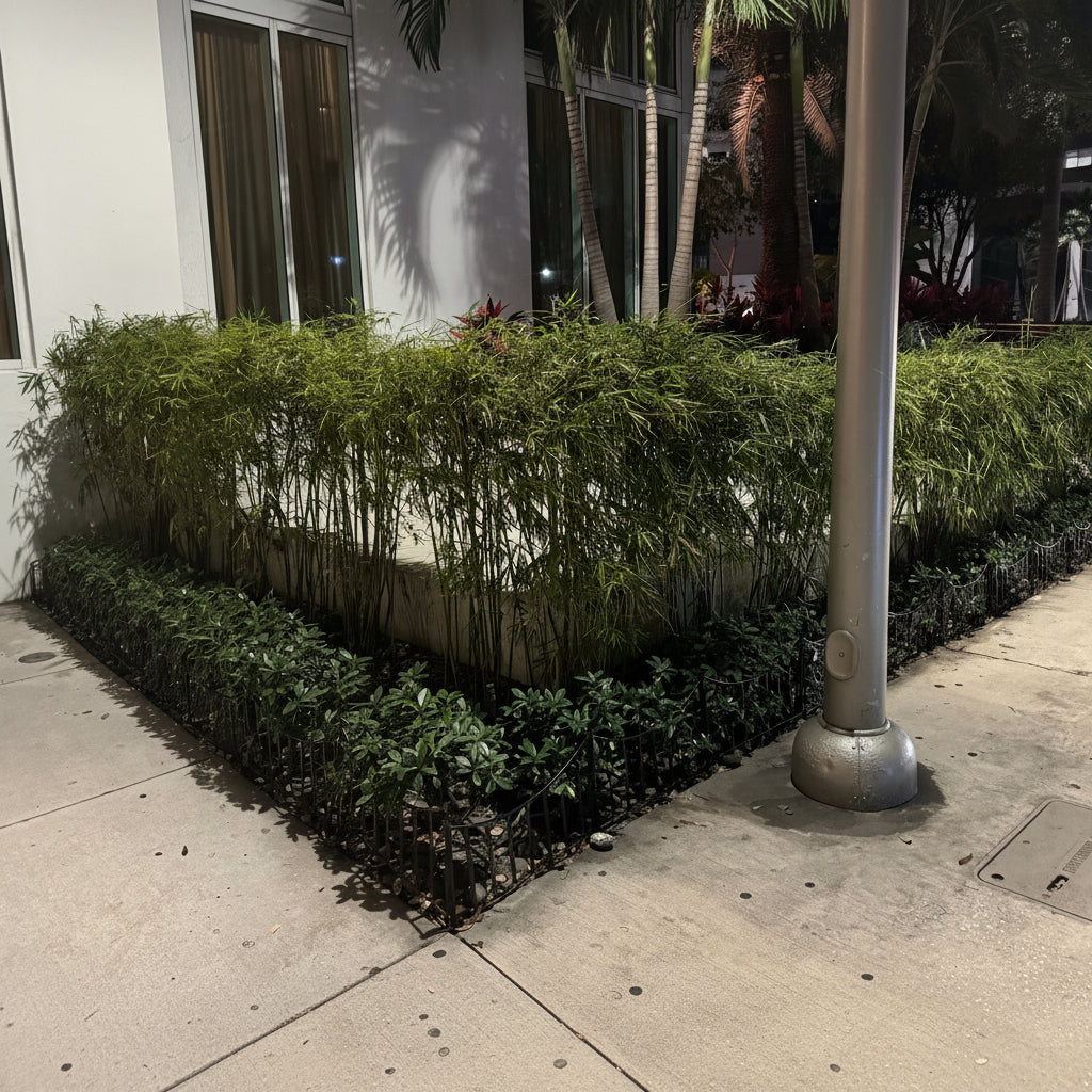 Fernleaf Bamboo, Bambusa multiplex
planted in the ground in hedge form