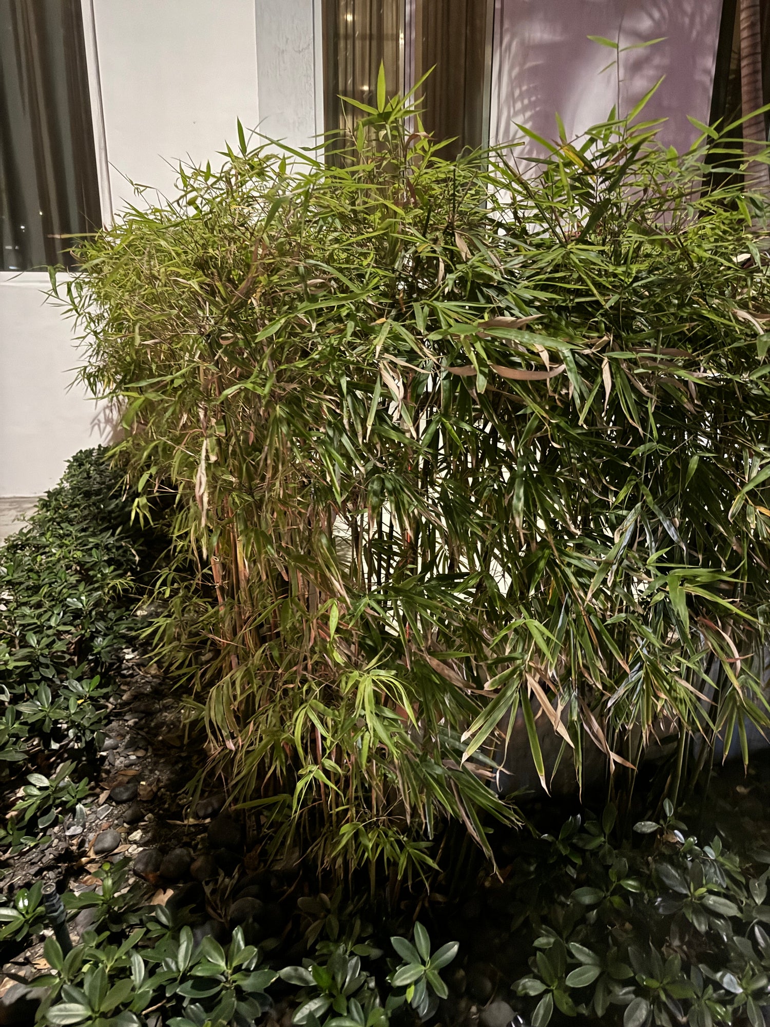 Fernleaf Bamboo, Bambusa multiplex