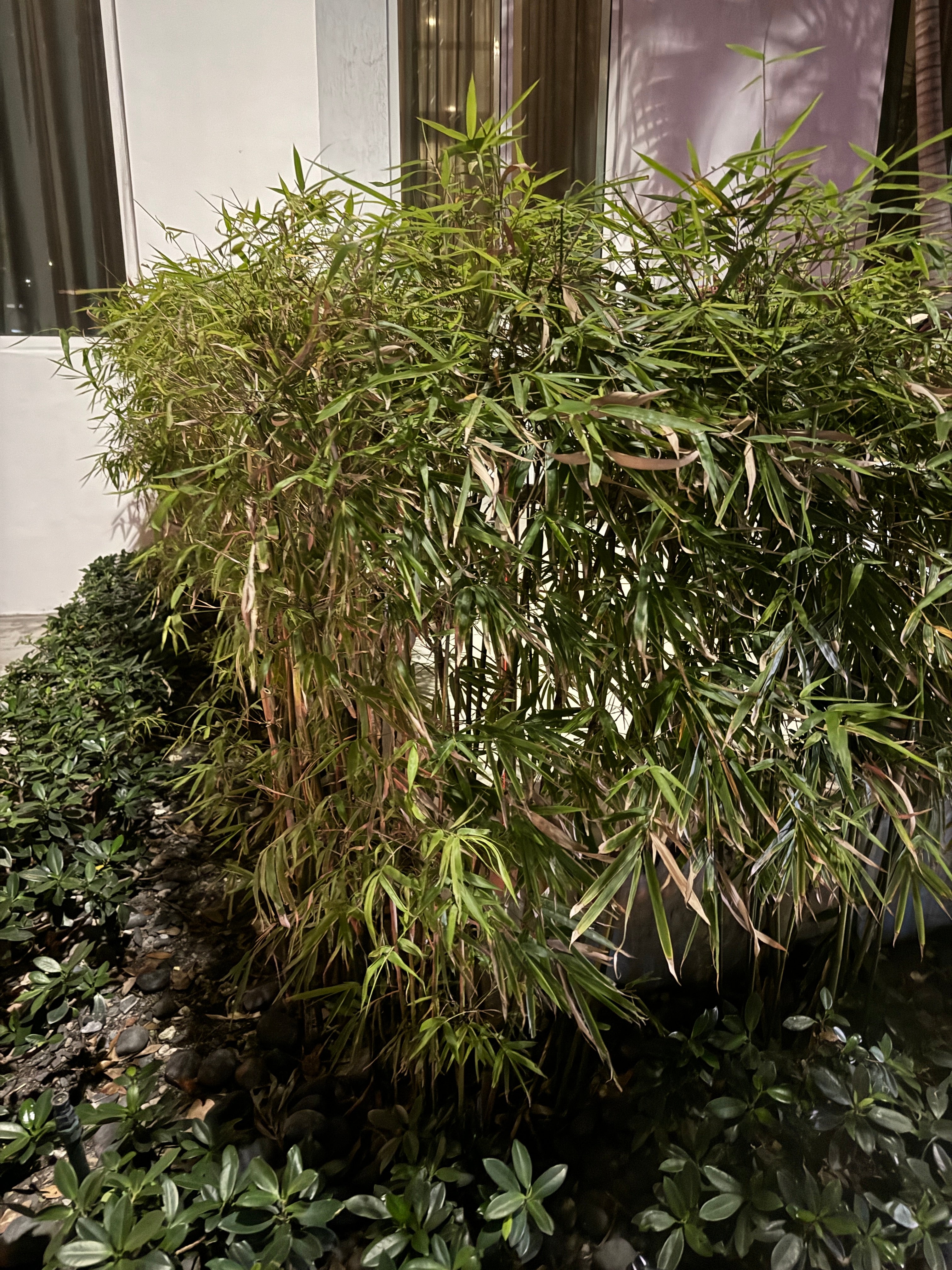 Fernleaf Bamboo, Bambusa multiplex