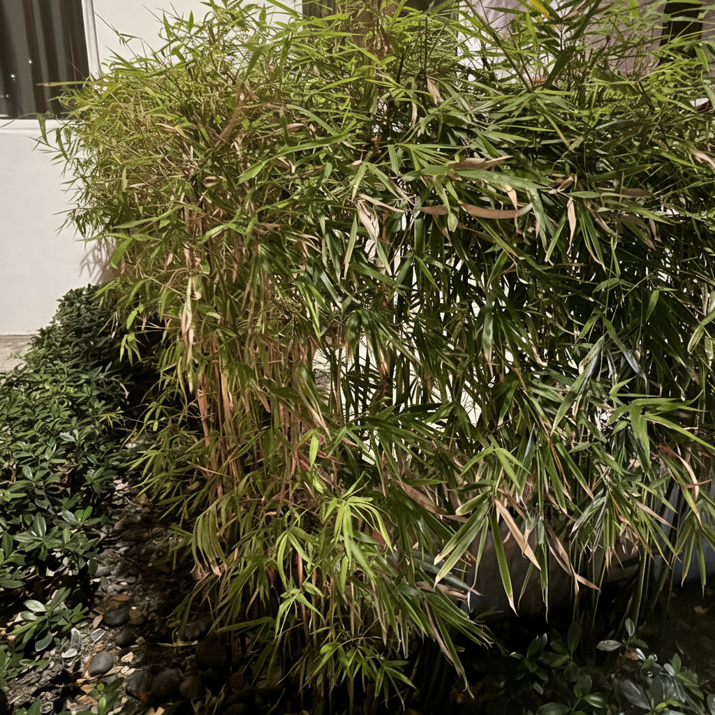 Fernleaf Bamboo, Bambusa multiplex
planted in the ground in hedge form