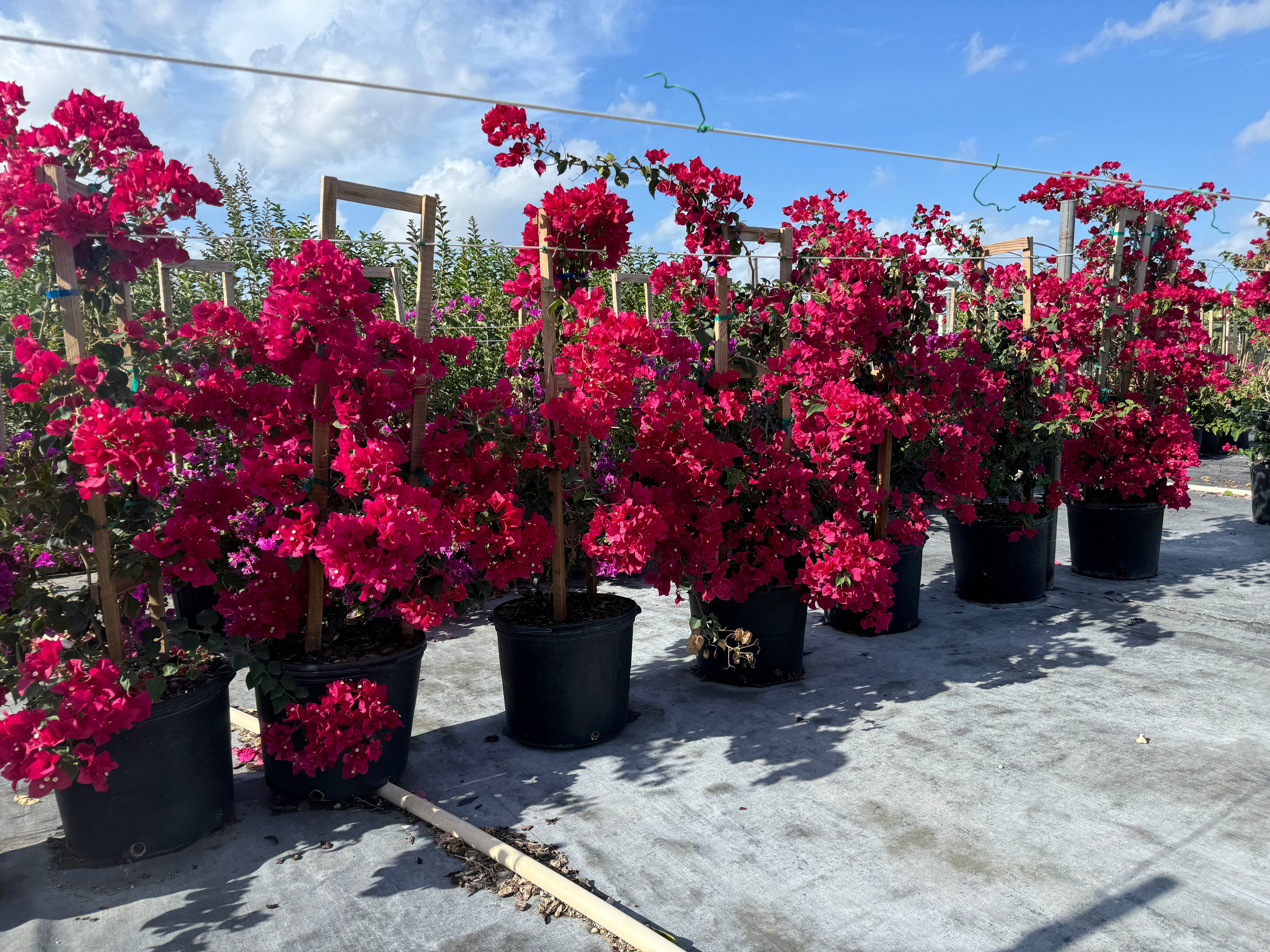 Bougainvillea Red Flower in Trellis, Barbara Karst Red Flowering Tree