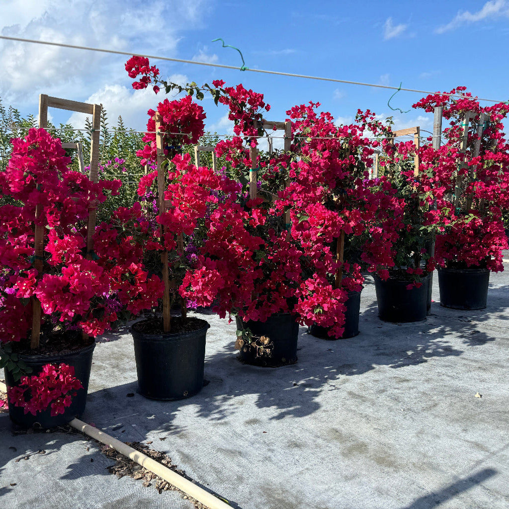 Bougainvillea Red Flower in Trellis, Barbara Karst Red Flowering Tree in 7 gallon nursery pot with vibrant red blooms trained on wooden stakes lined up in an outdoor nursery row, ideal for tropical garden landscapes and vibrant property borders.