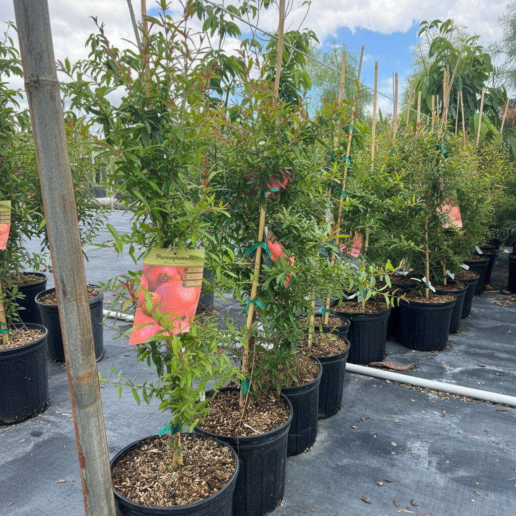 Young Pomegranate Fruit Tree&