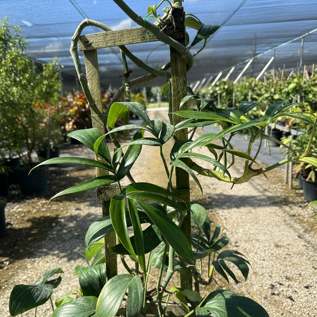 A close-up of a potted plant with long, slender, dark green, pointed leaves, supported by a wooden trellis