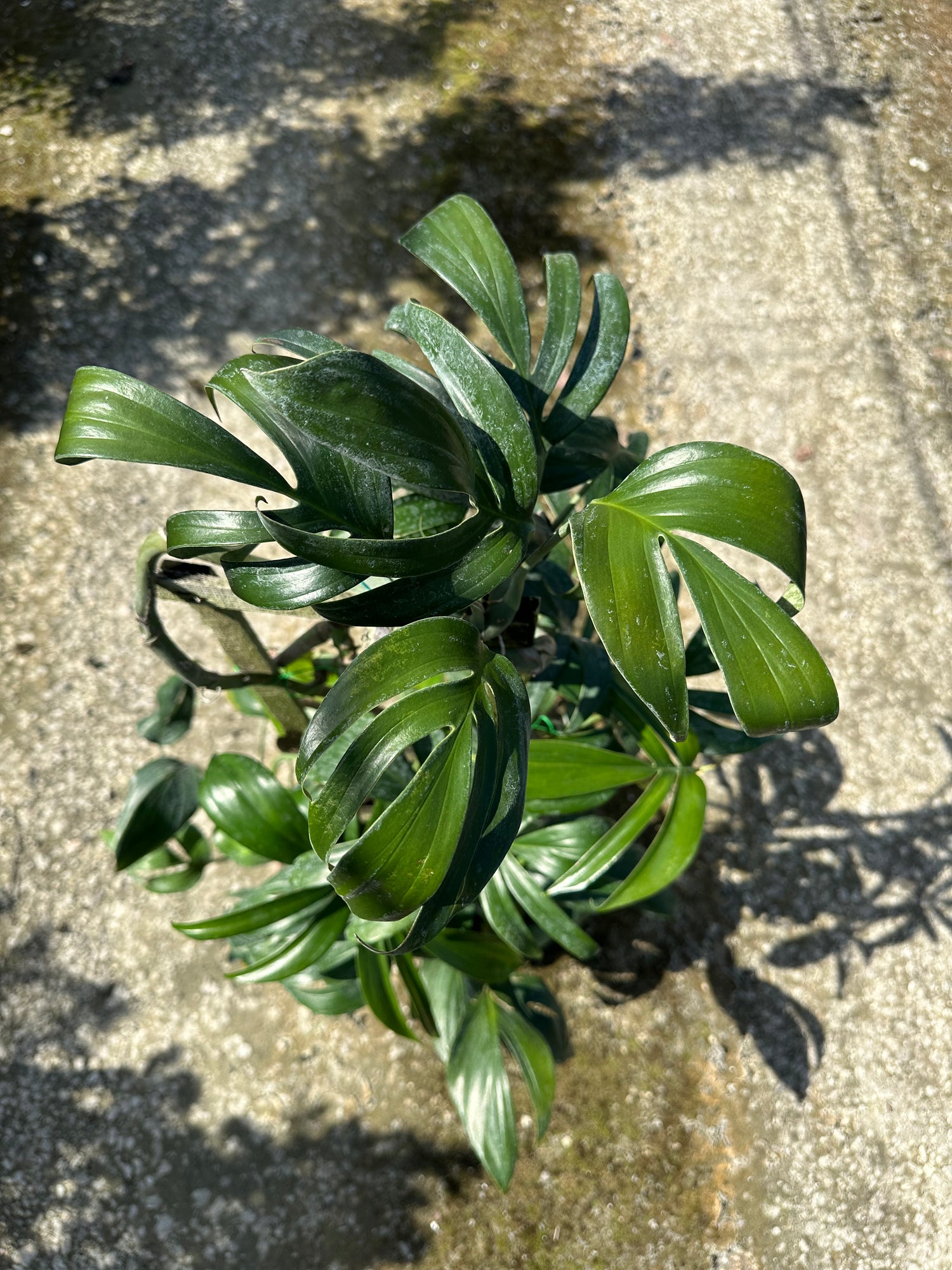Philodendron Florida Green