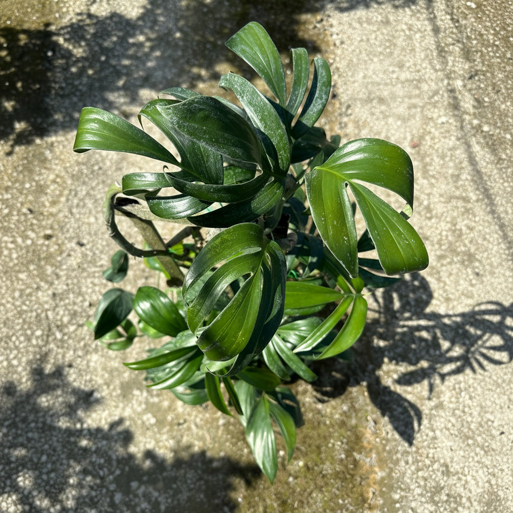 A lush, potted plant with glossy, deeply lobed, dark green leaves