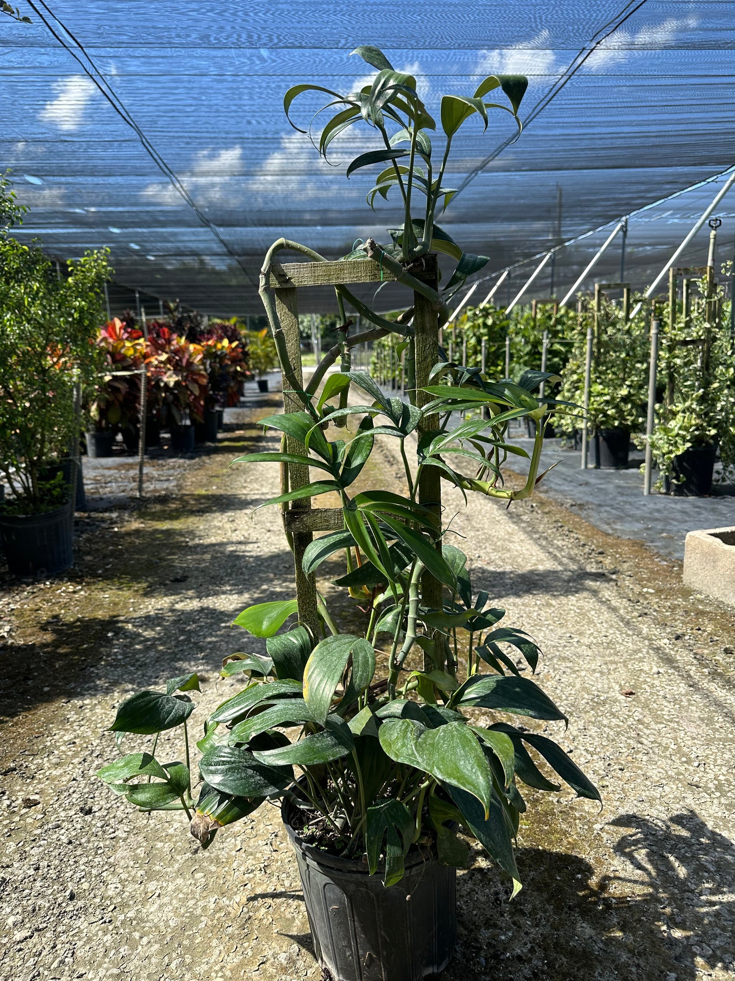 Philodendron Florida Green