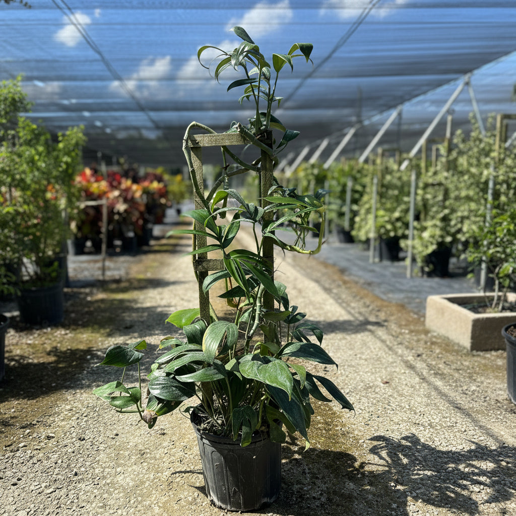 A close-up of a potted plant with long, slender, dark green, pointed leaves, supported by a wooden trellis