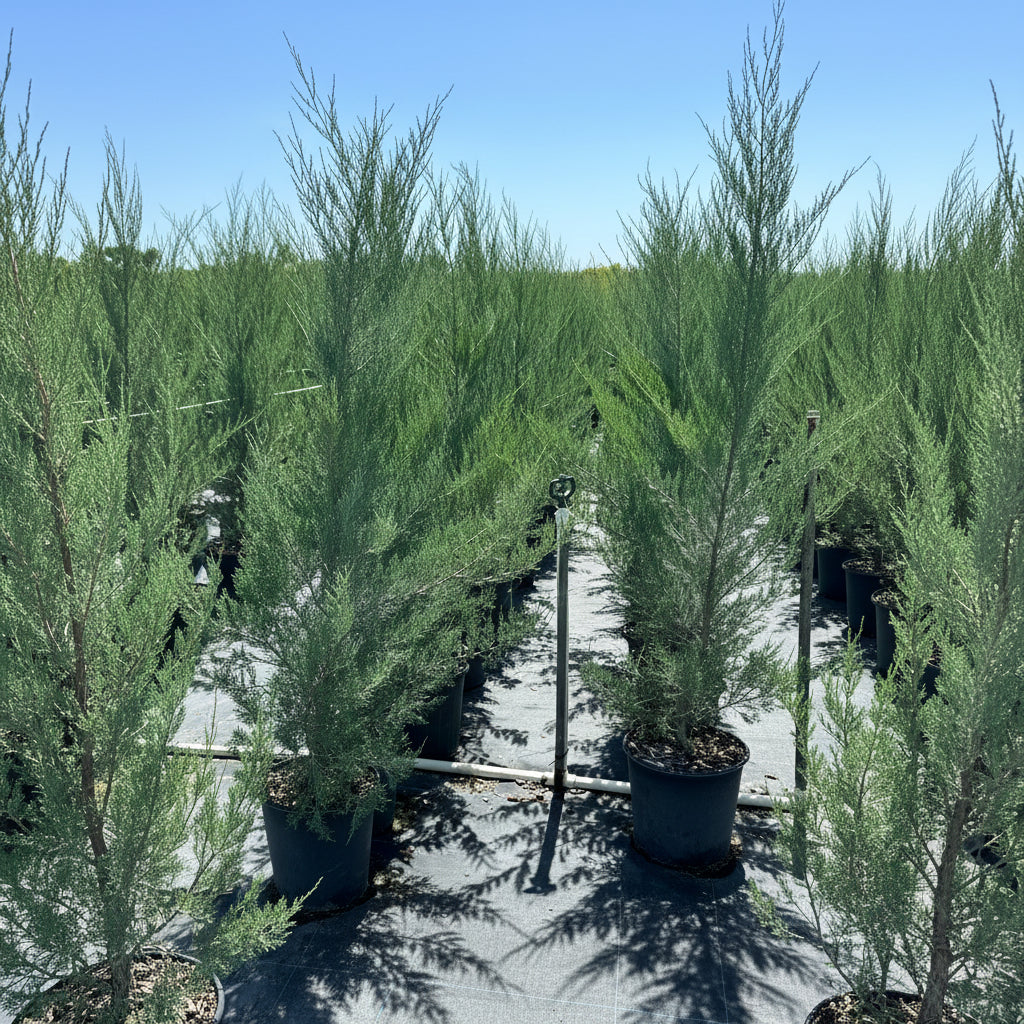 Skyrocket Juniper in a row 7gal