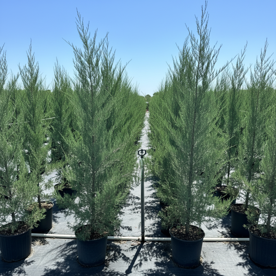 A row of tall, slender potted evergreen trees planted in a nursery or farm field, with more trees on both sides under a clear blue sky.