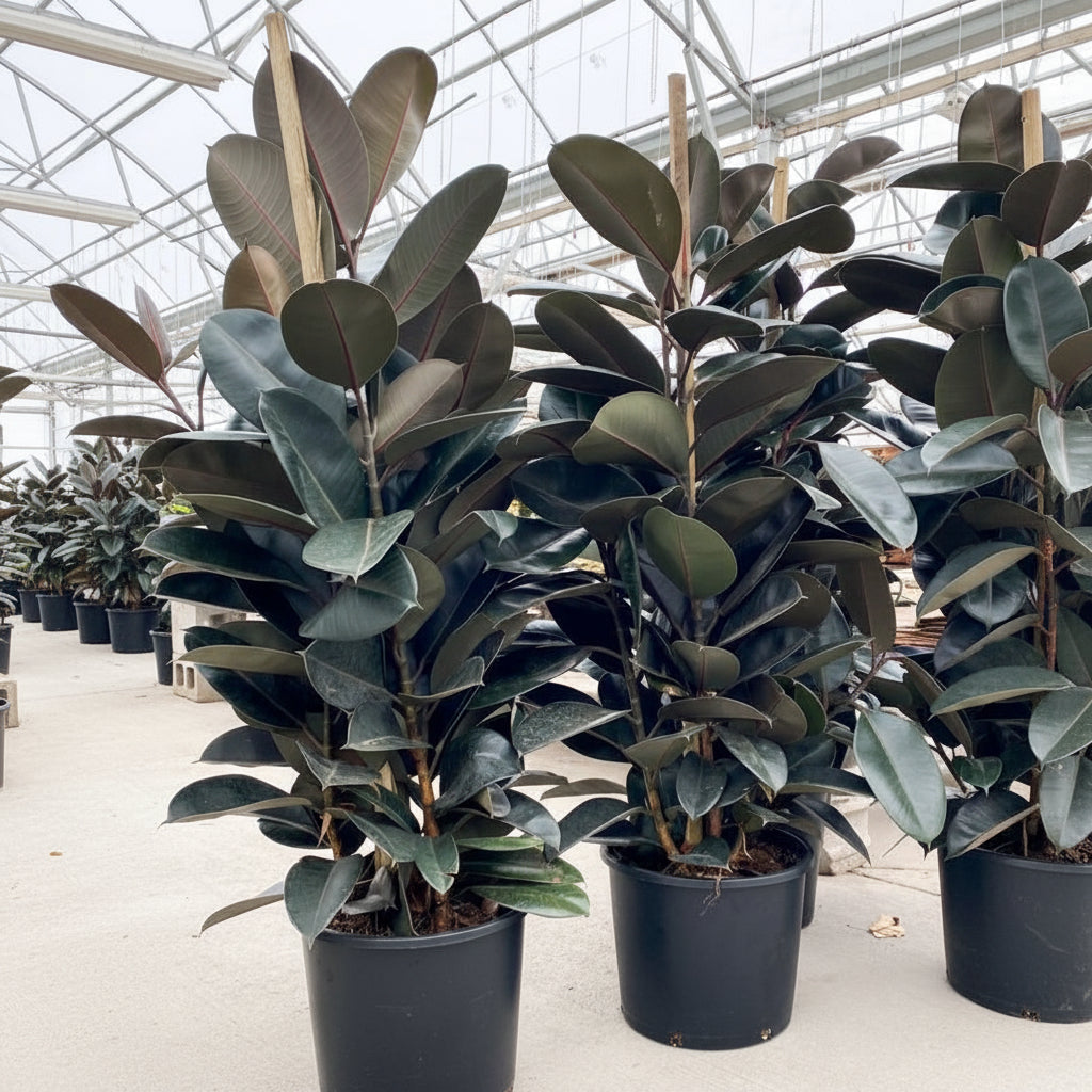 ficus burgundy bush form Potted plants in a greenhouse setting
