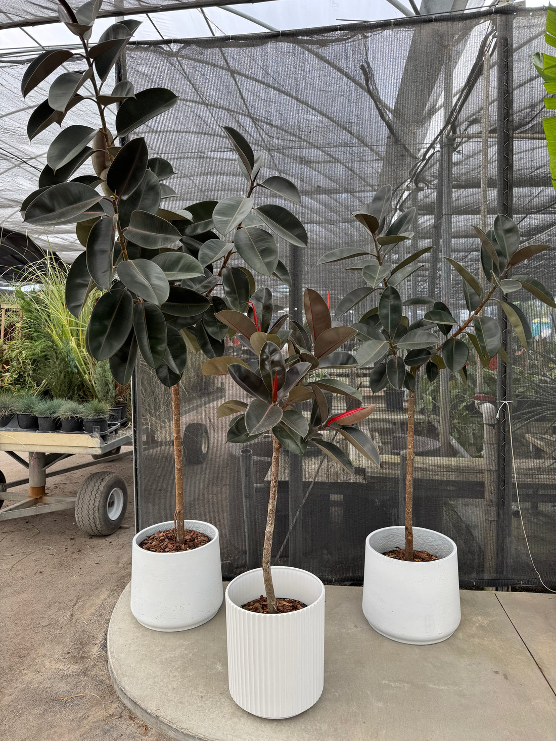 Ficus Burgundy Tree Form Single Stem, Rubber Tree