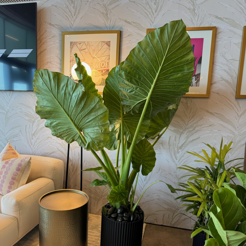 Alocasia Borneo Giant in a black decorative planter featuring massive, bright green leaves with prominent ribbed veins and tall sturdy stems, ideal for bringing a bold, lush tropical feel to spacious indoor settings and modern home decor.