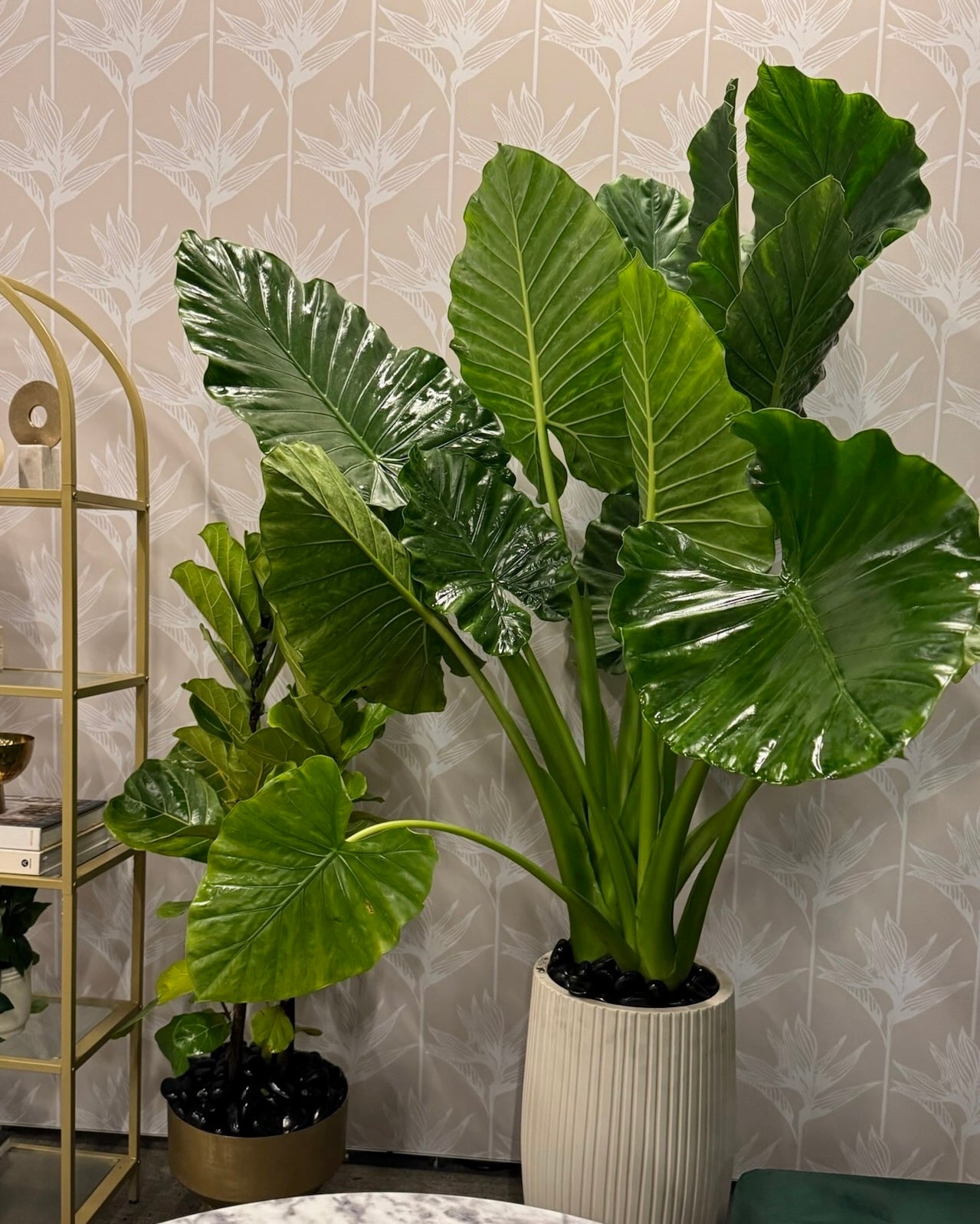 Alocasia Borneo Giant Elephant Ear, Live Tropical Plant.