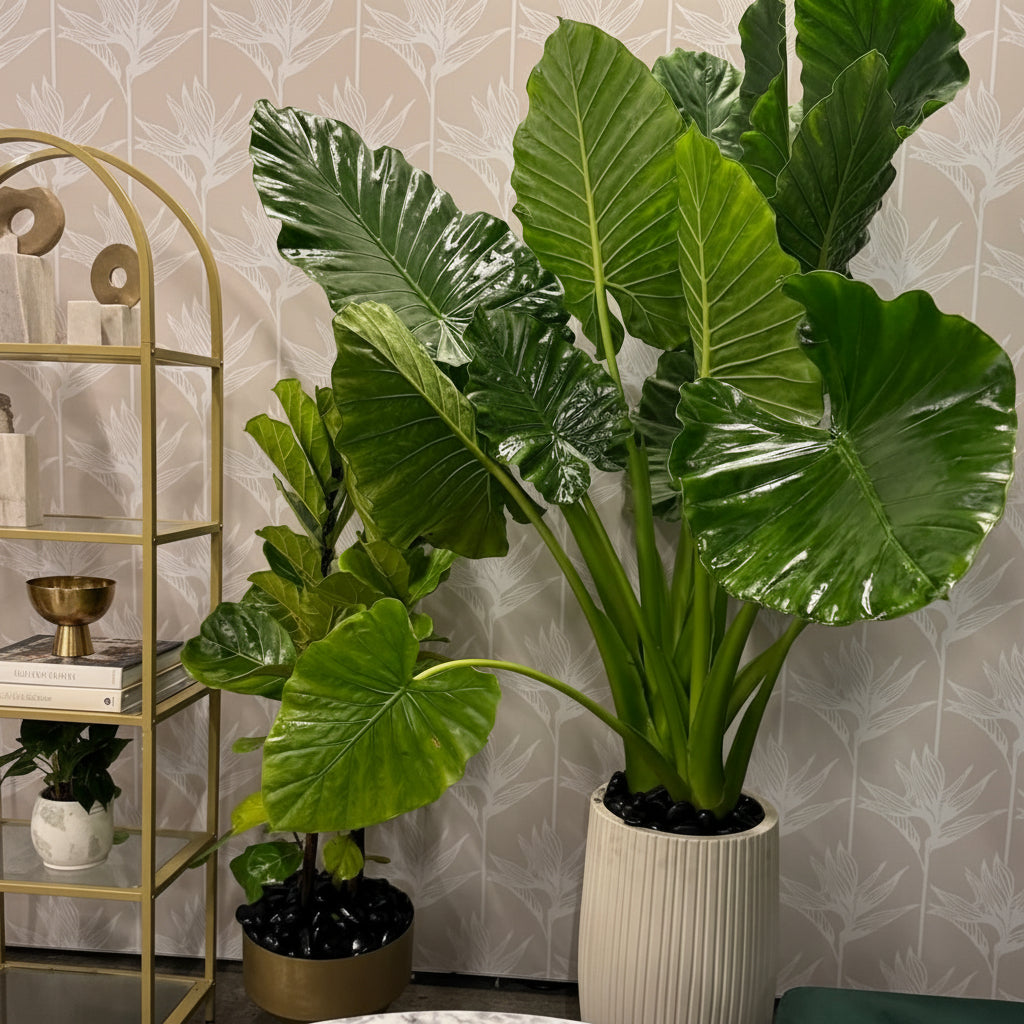 Alocasia Borneo Giant in a white decorative planter featuring massive, glossy dark green leaves with prominent ribbed veins and tall sturdy stems, ideal for bringing a bold, lush tropical feel to spacious indoor settings and modern home decor.