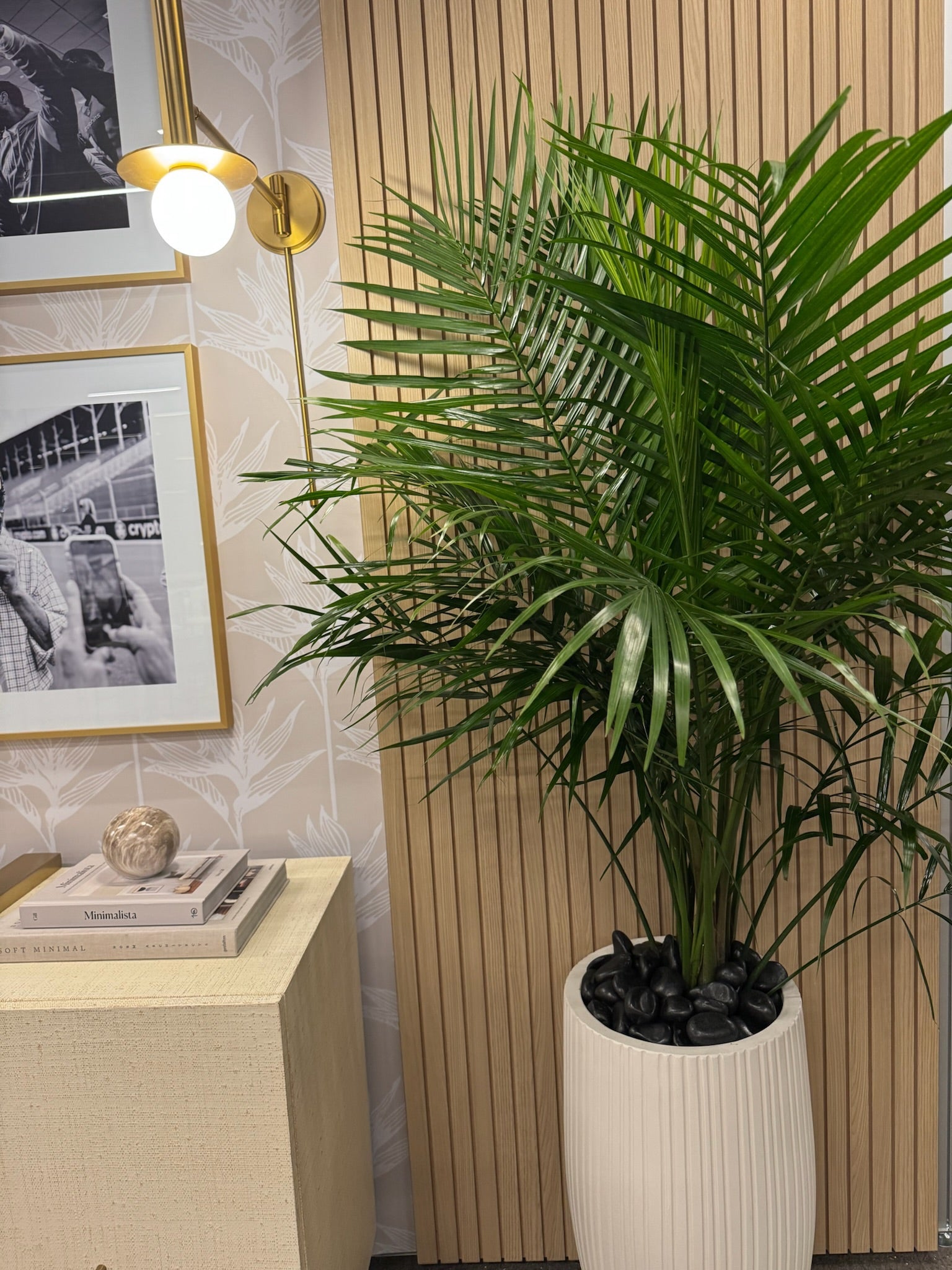 Cat Palm, Live Tropical Plant Indoor