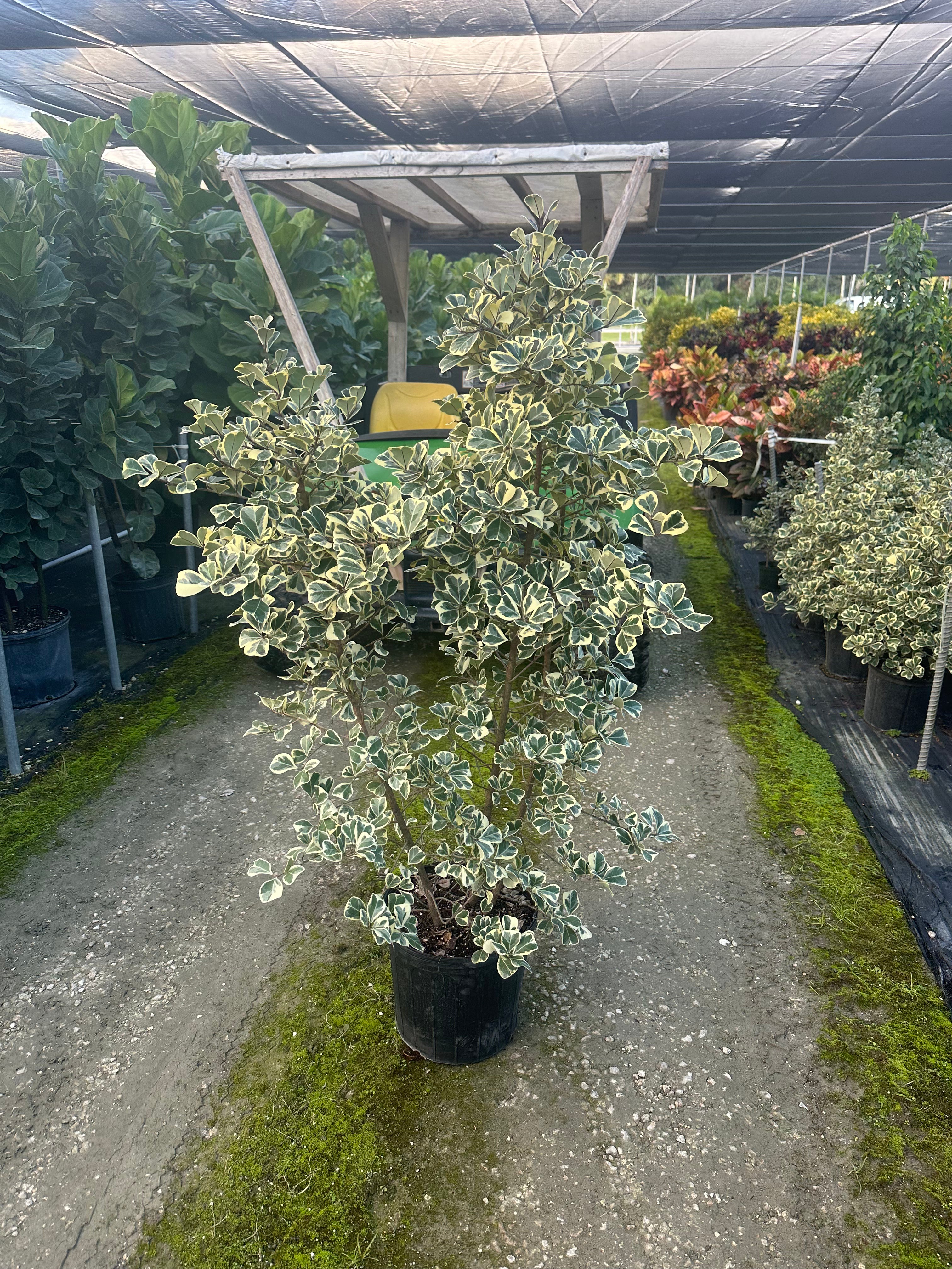 Ficus Triangularis Variegata, Bush Form Live Tropical Plant