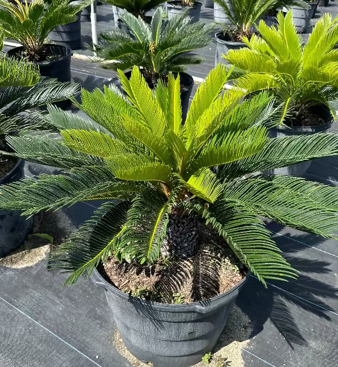 King Sago Palm growing in a 15 gallon black nursery pot.