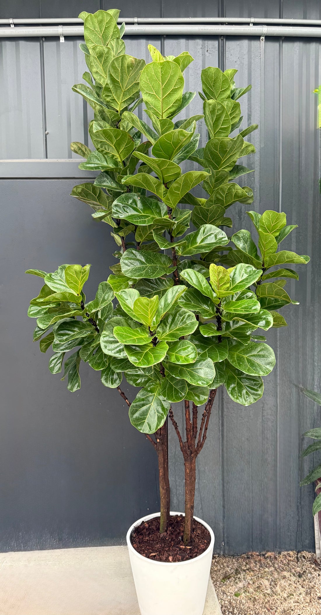 Ficus Bambino Tree Form Multi, Fiddle Leaf Fig Tree