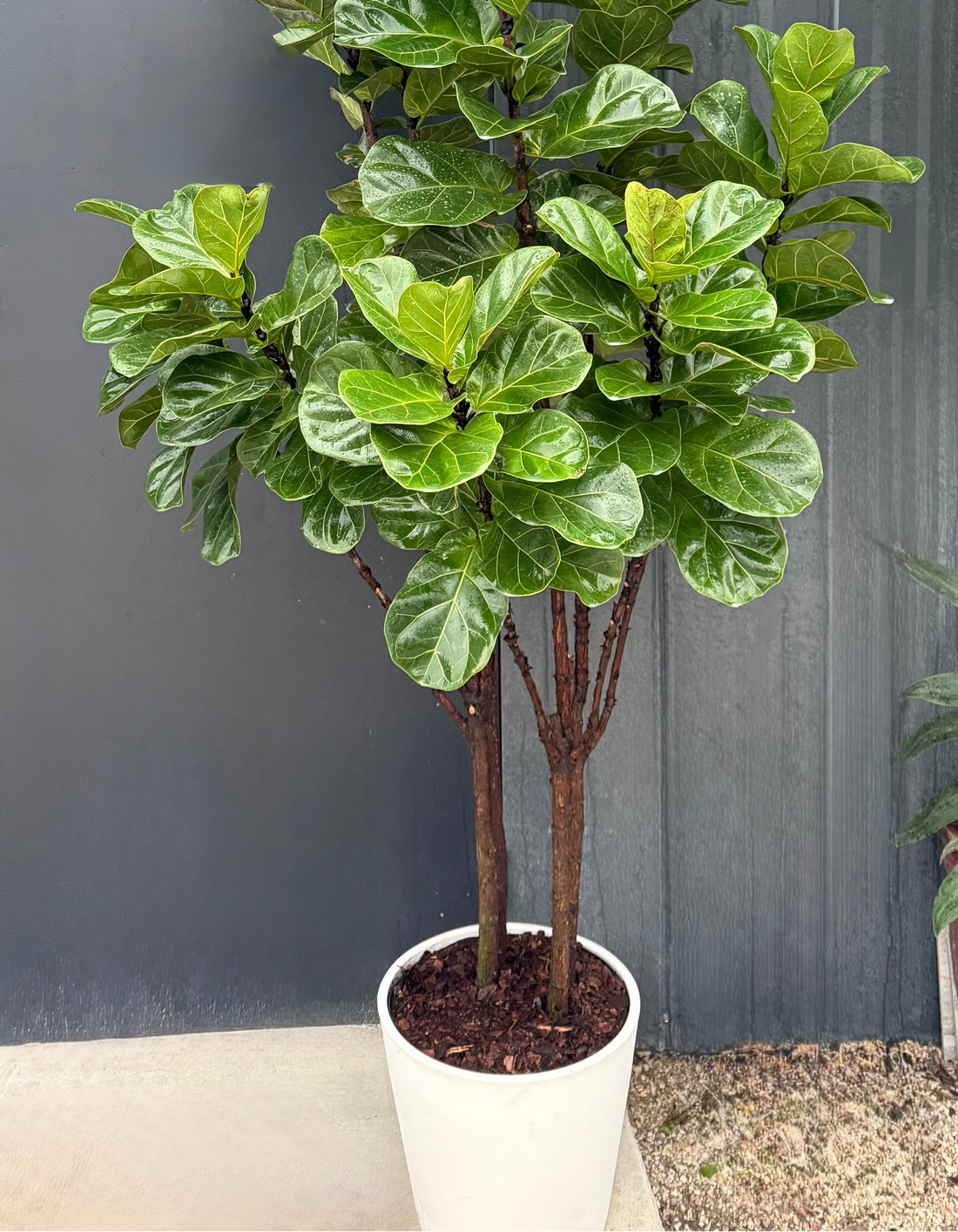 Ficus Lyrata Tree Form featuring multiple slender trunks and a lush canopy of large, glossy green violin-shaped leaves, potted in a white cylindrical planter