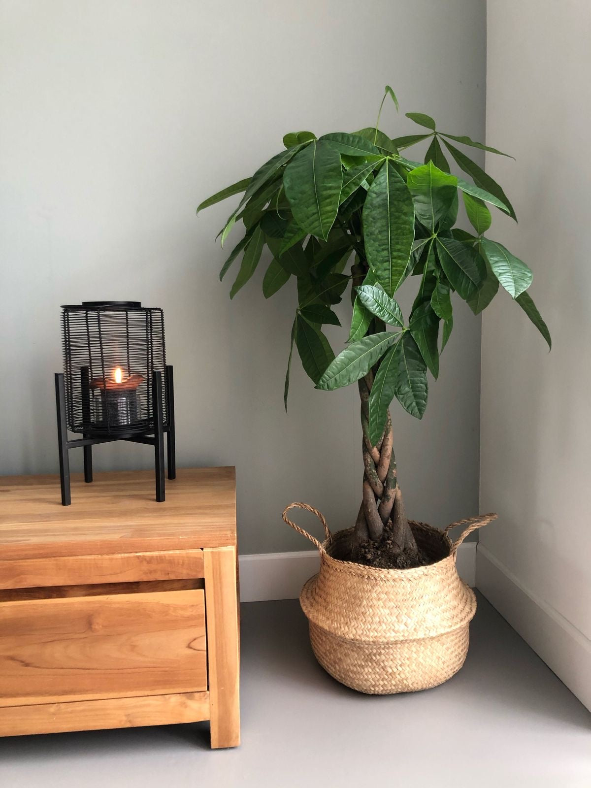 Money Tree Braided, Tree Form, Pachira Aquatica, Good Luck Tree