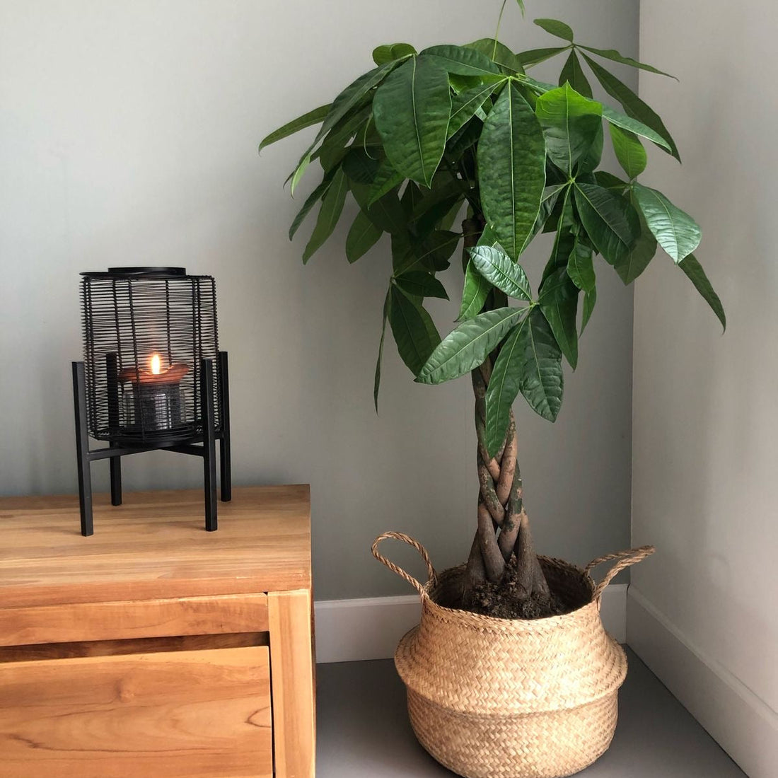 Money Tree Braided, Large Trunk Tree Form, Pachira Aquatica Potted plant in a woven basket next to a wooden cabinet with a candle holder on a gray floor.