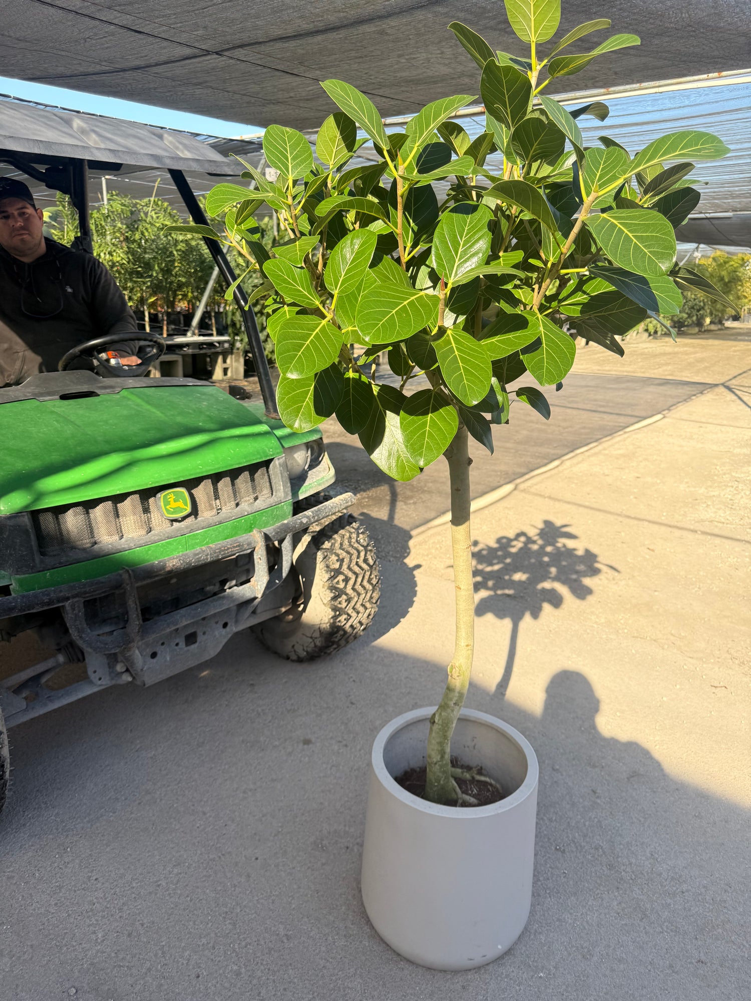 Ficus Banyan Tree Form Double Stem, Ficus Benghalensisis