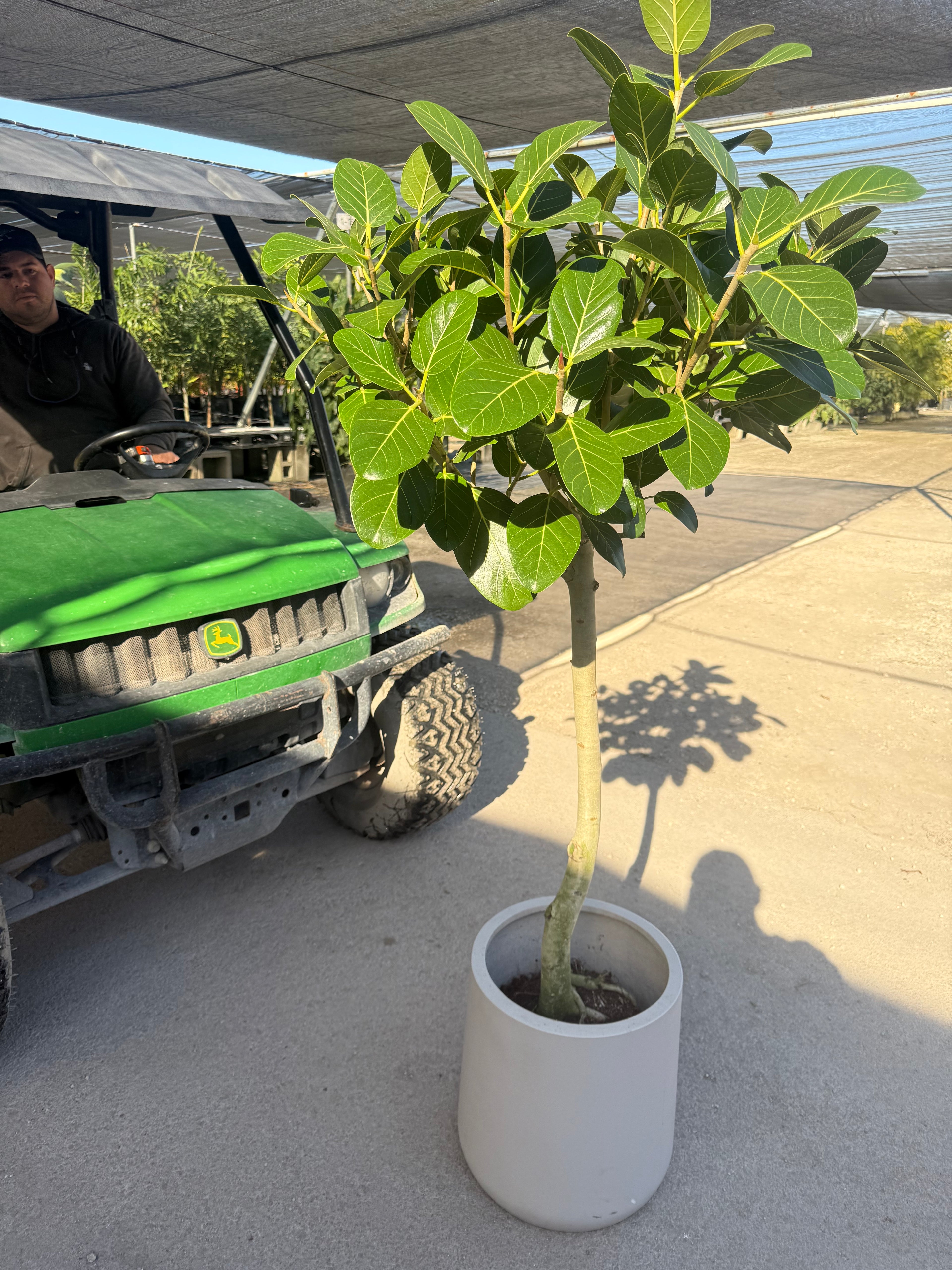 Ficus Banyan Tree Form Double Stem, Ficus Benghalensisis